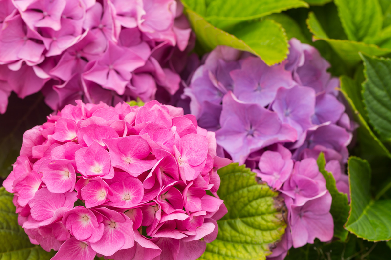 Plantas acidófilas: un jardín frondoso todo el año | Leroy Merlin