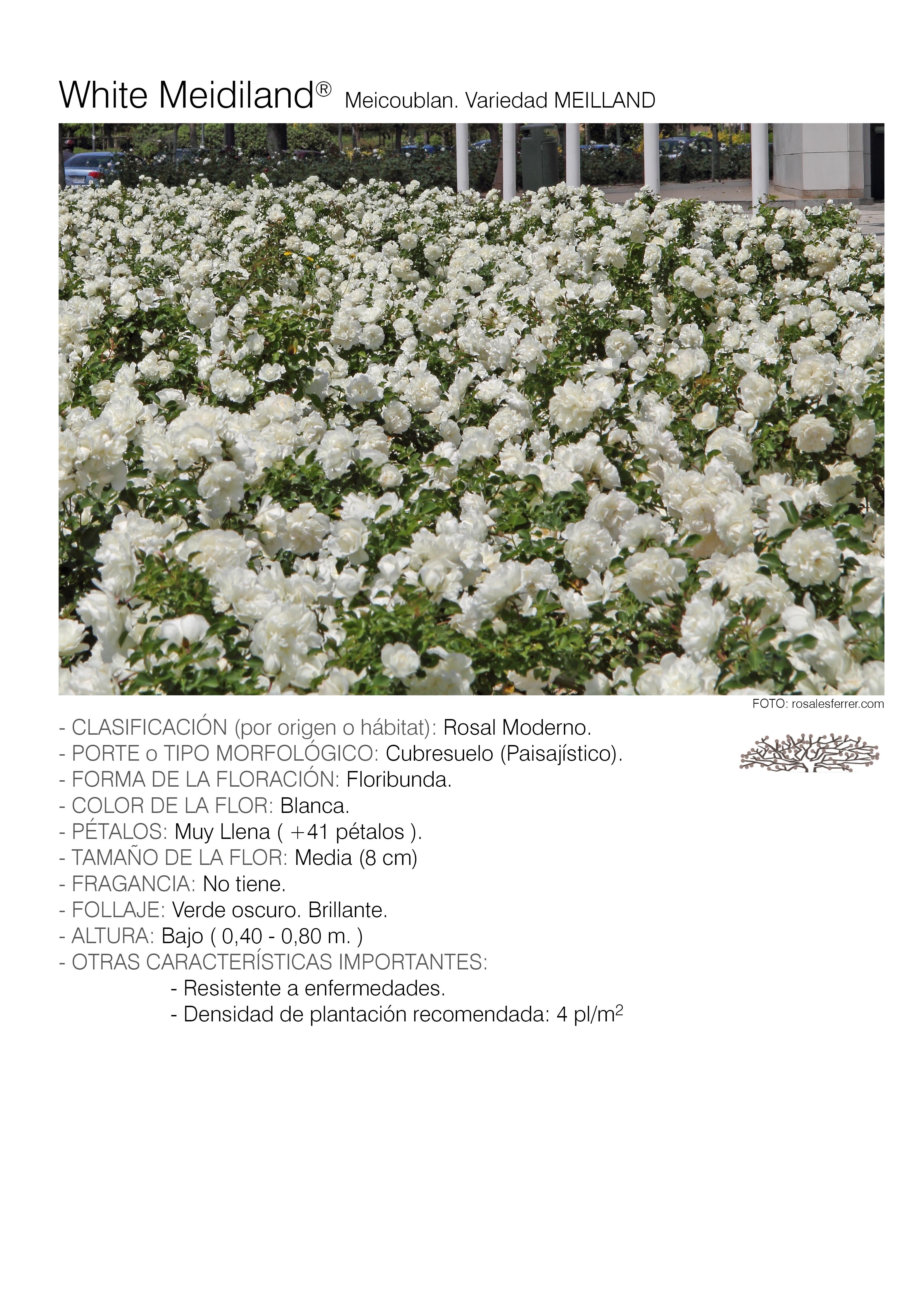 4 rosales white meidiland - meicoublan.