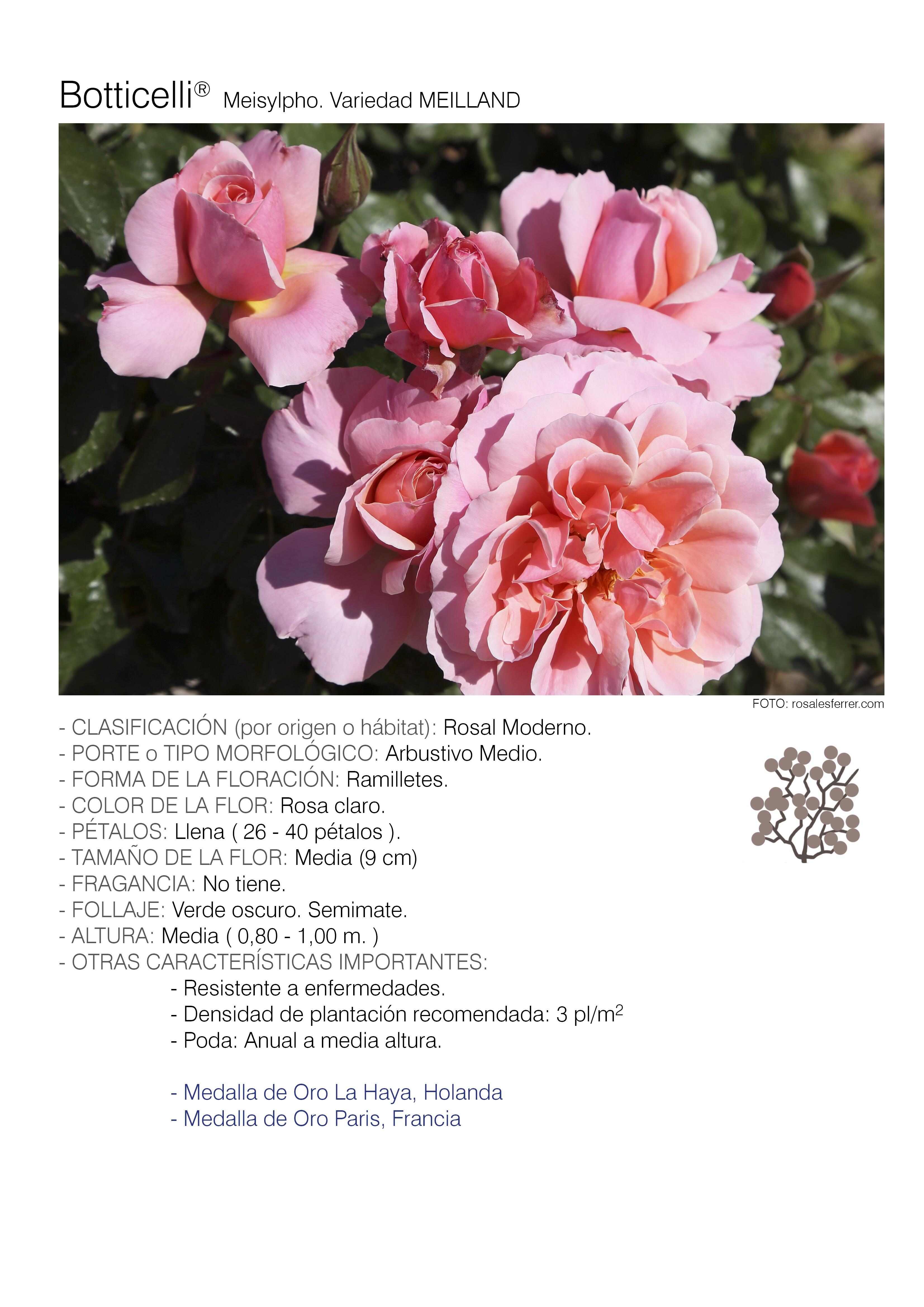 1 rosal botticelli - meisylpho.