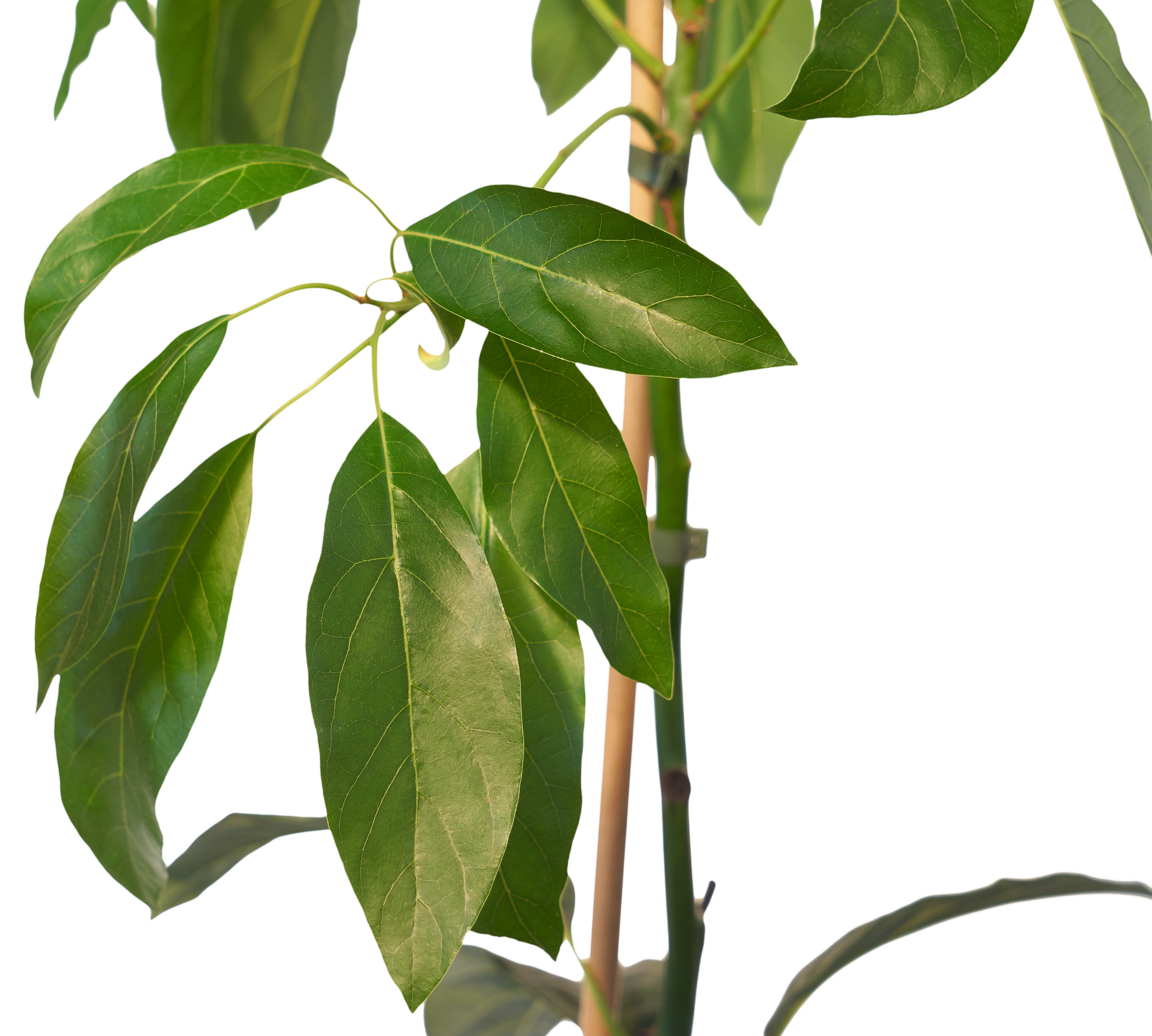 Aguacate Persea hass de 1 año 100-125 cm en maceta - 3