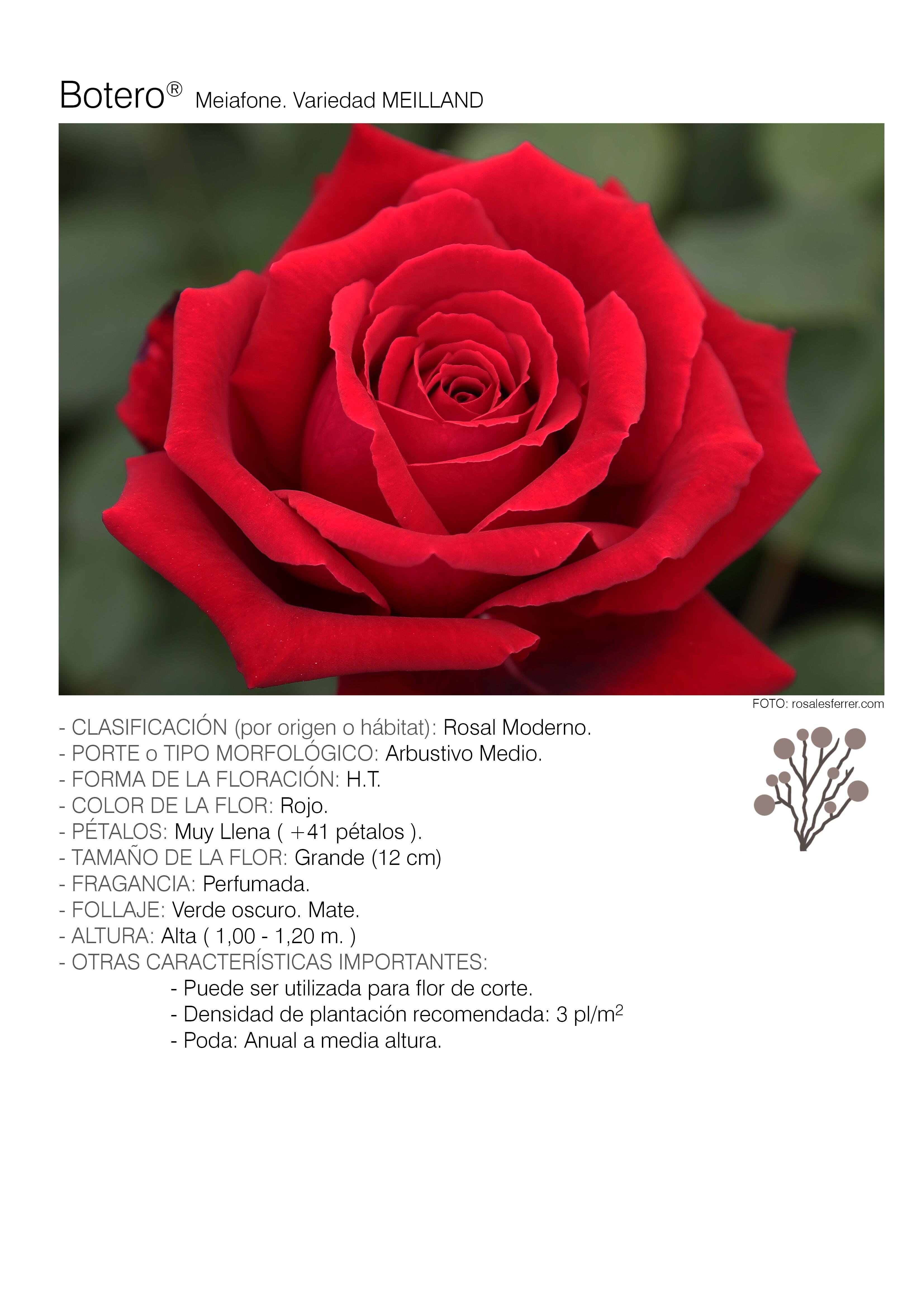 10 rosales botero - meiafone.