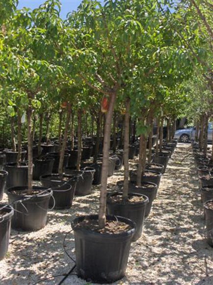 Árbol De Nectarina En Maceta