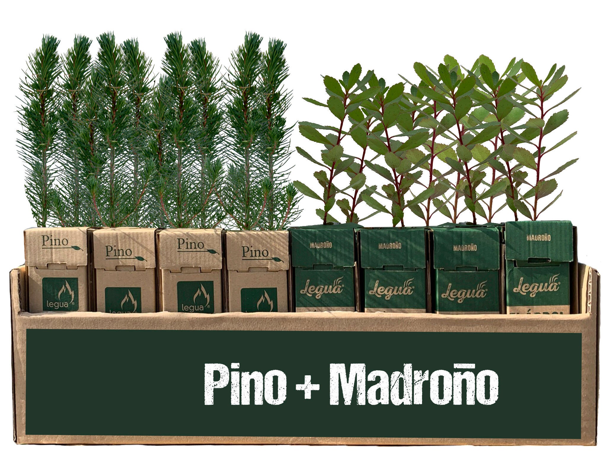 Madroño y pino de 1 año en cepellón 24+24 uds
