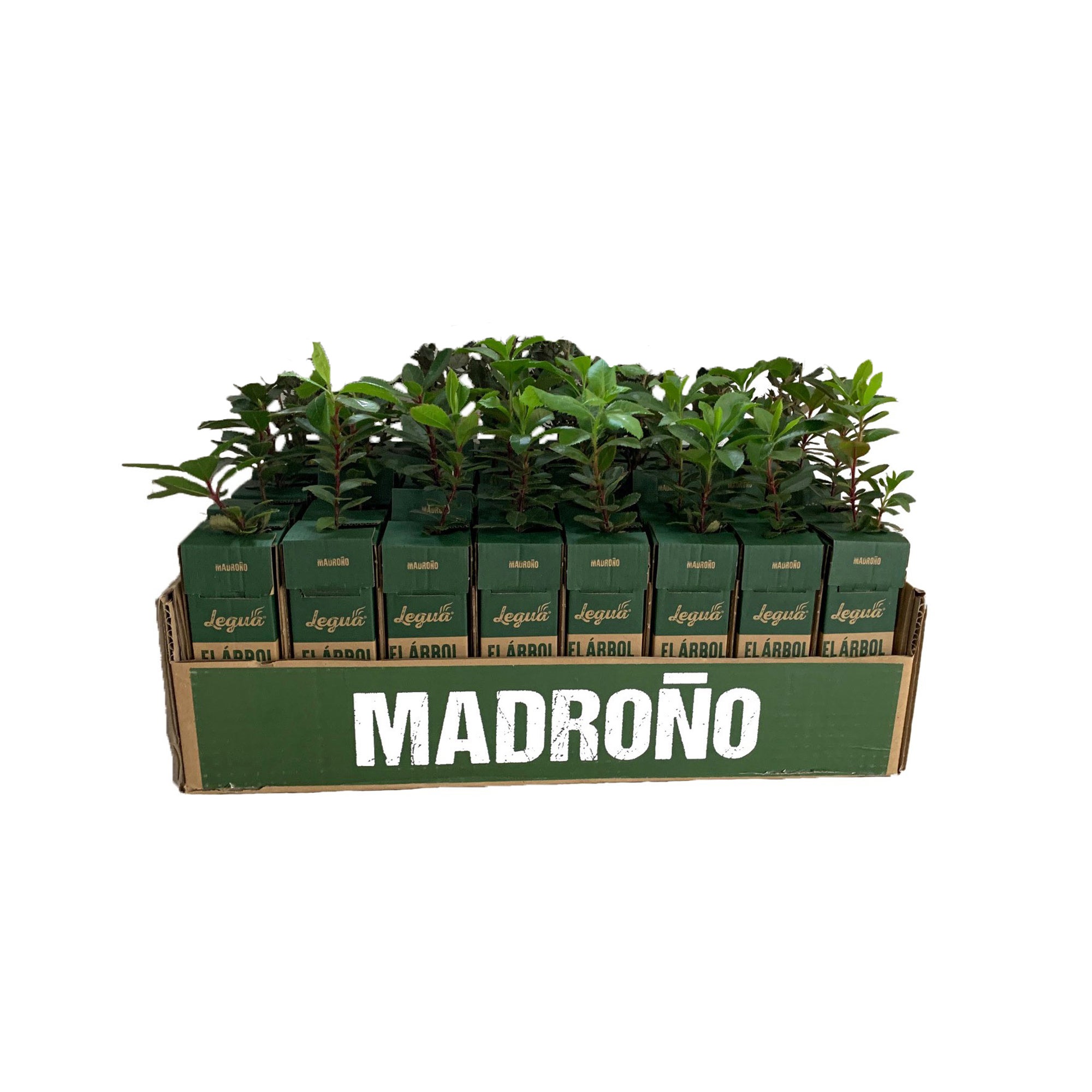 Madroño de 1 año en cepellón 48 uds