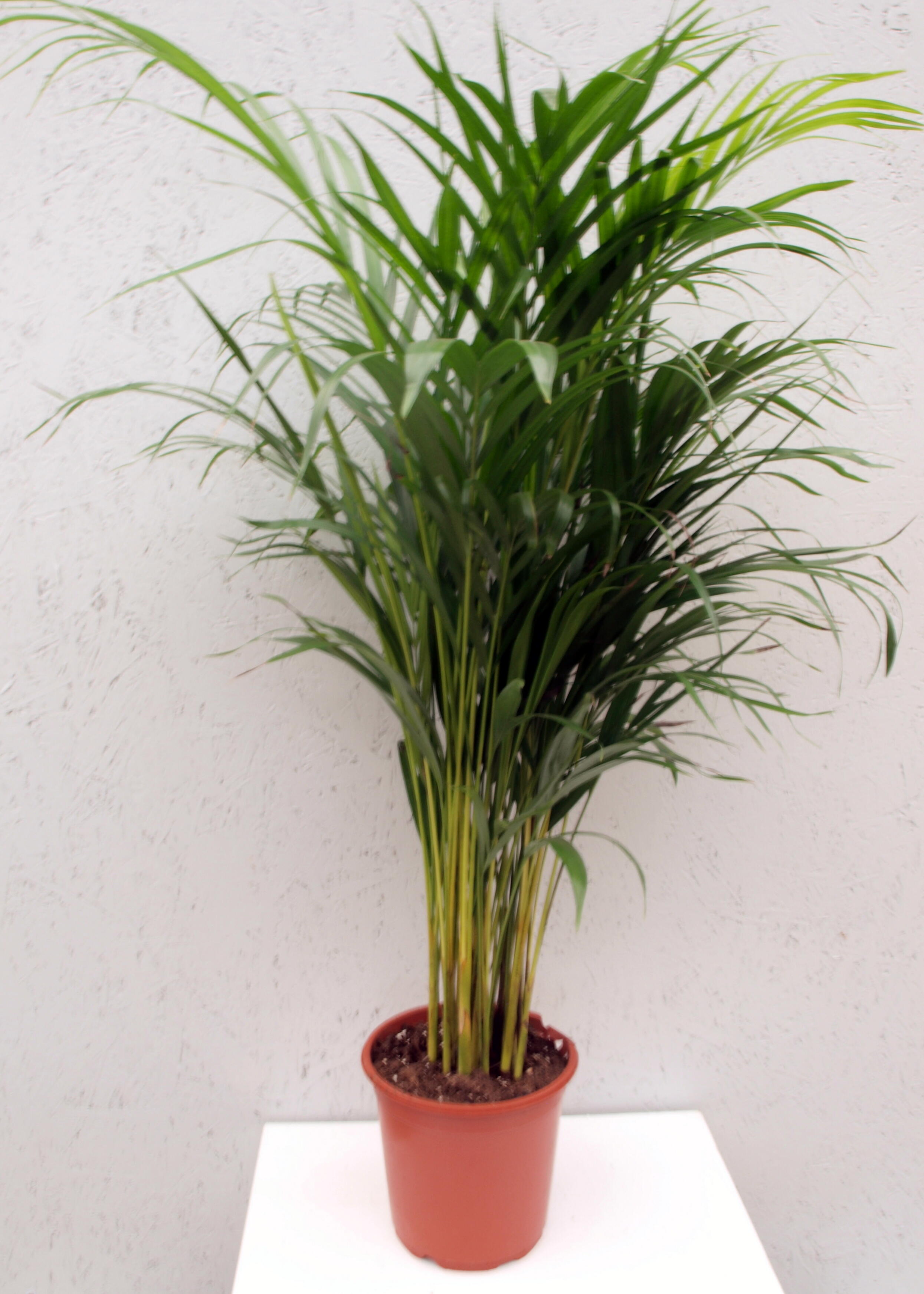 Planta verde Howea Forsteriana 100-110 cm en maceta de 17 cm - 3