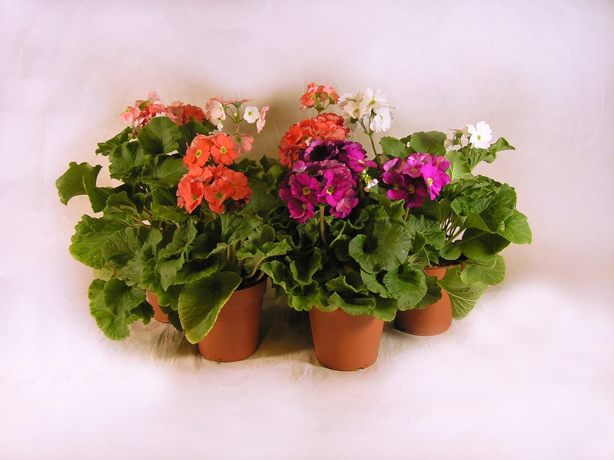 Planta con flores primula 27 cm 5 uds en maceta de 12 cm
