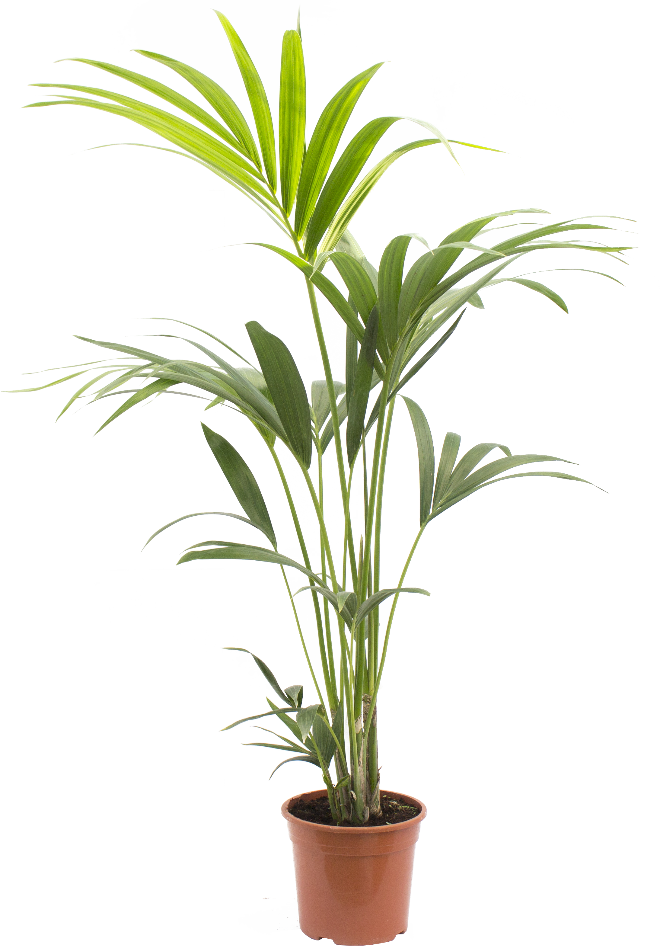 Planta verde Howea Forsteriana (Kentia) de 80-100 cm en maceta de 16 cm - 2