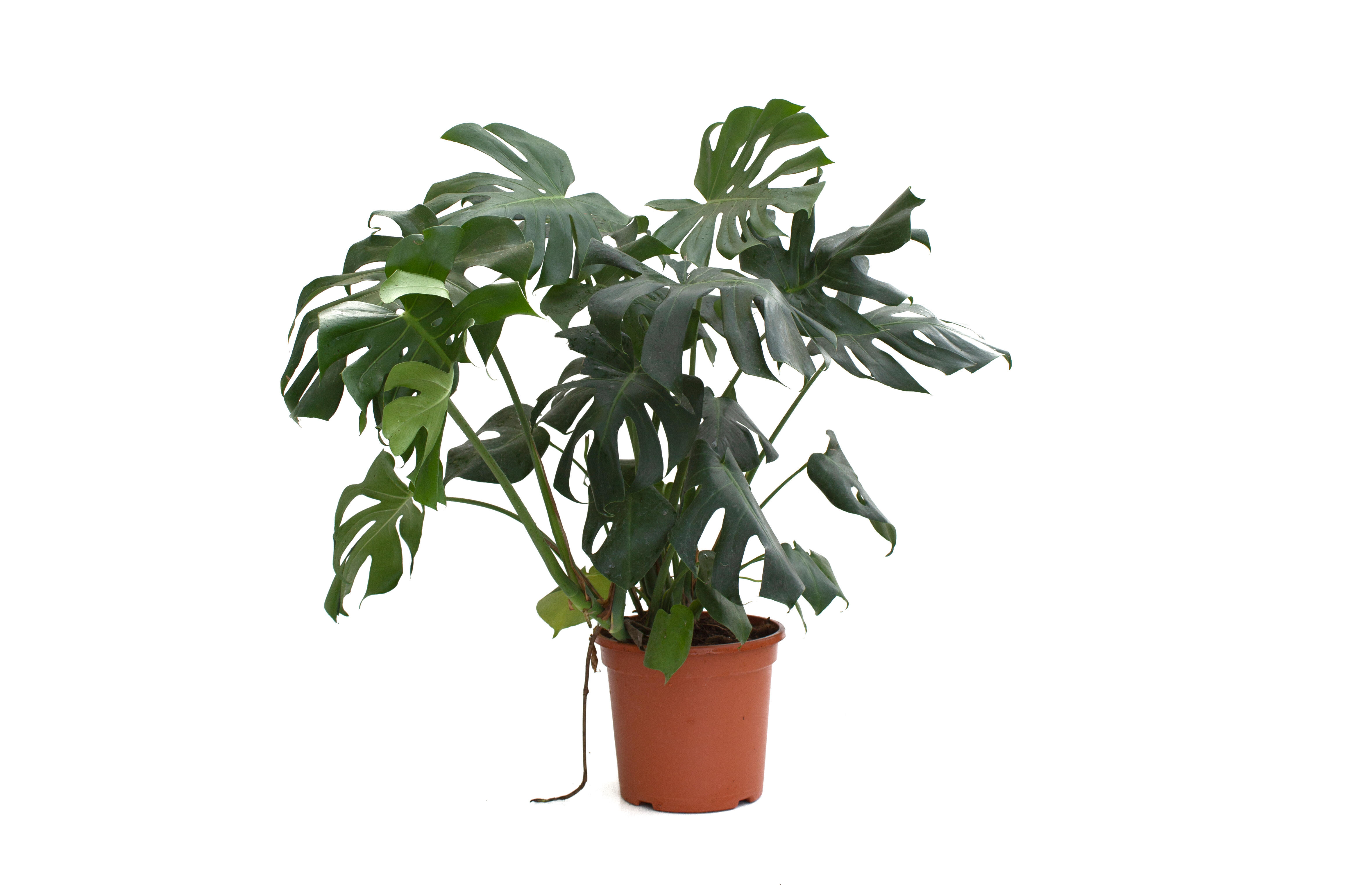 Planta de interior monstera deliciosa