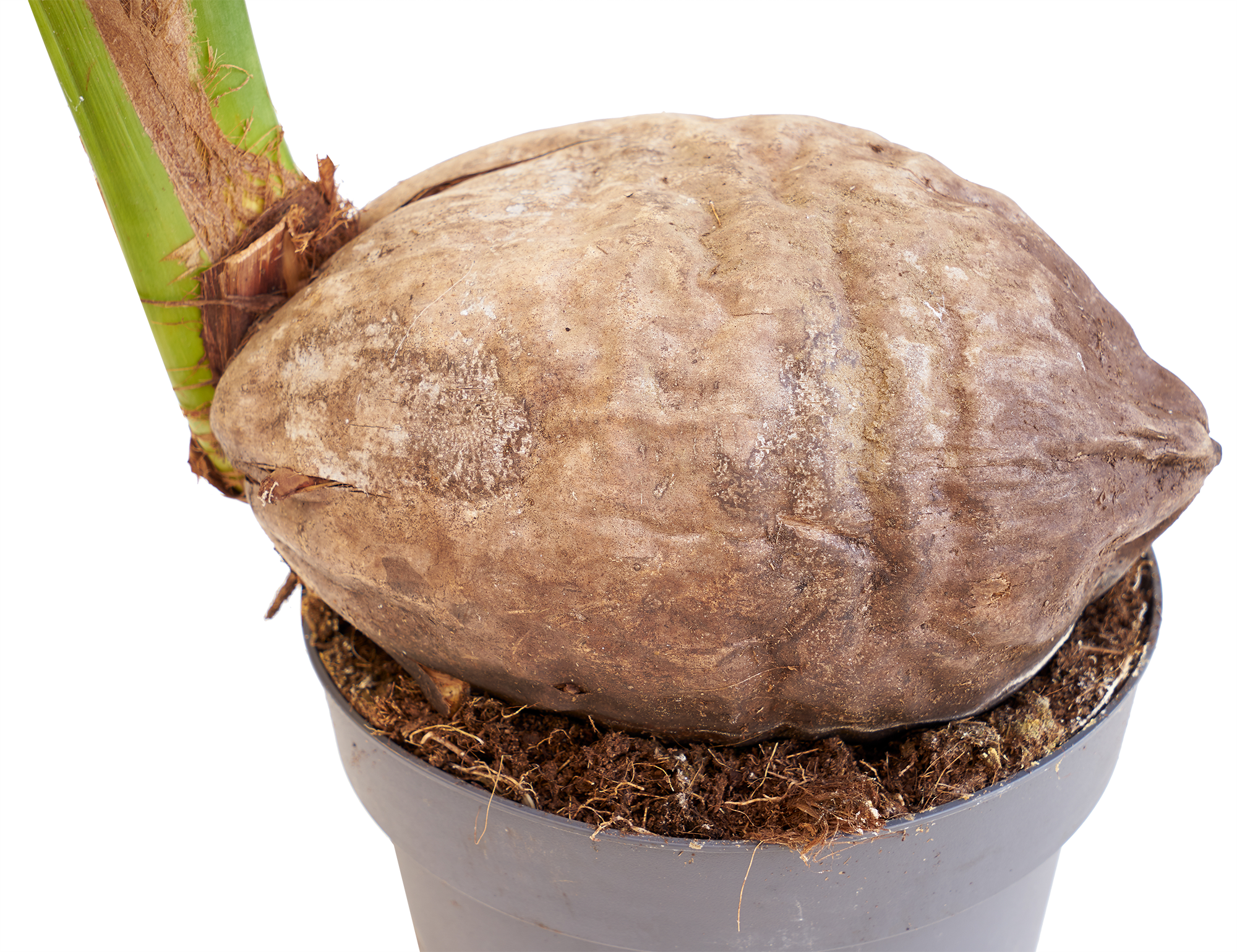 Planta verde Cocos Nucifera en maceta de 19 cm - 2