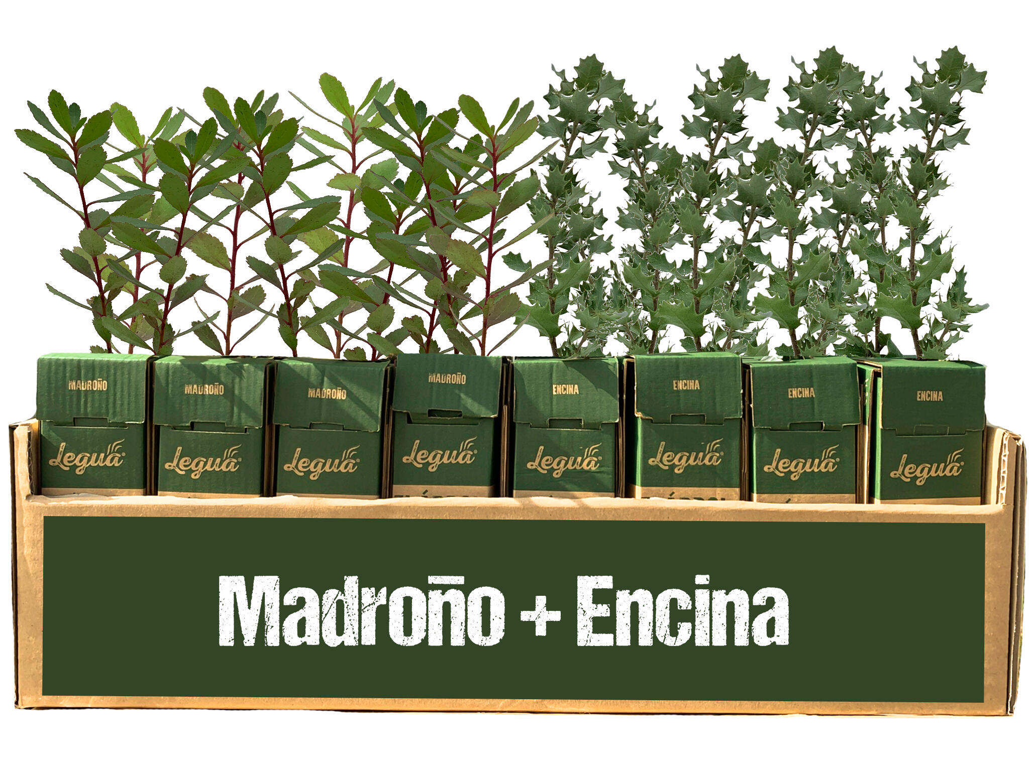 Madroño y encina de 1 año en cepellón 24+24 uds