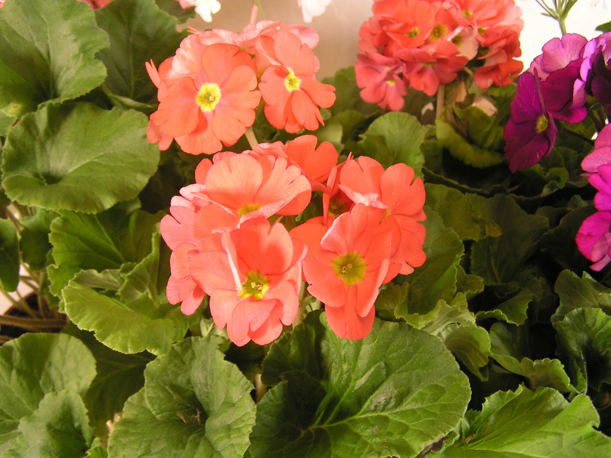 Planta con flores Primula 27 cm 5 uds en maceta de 12 cm - 3