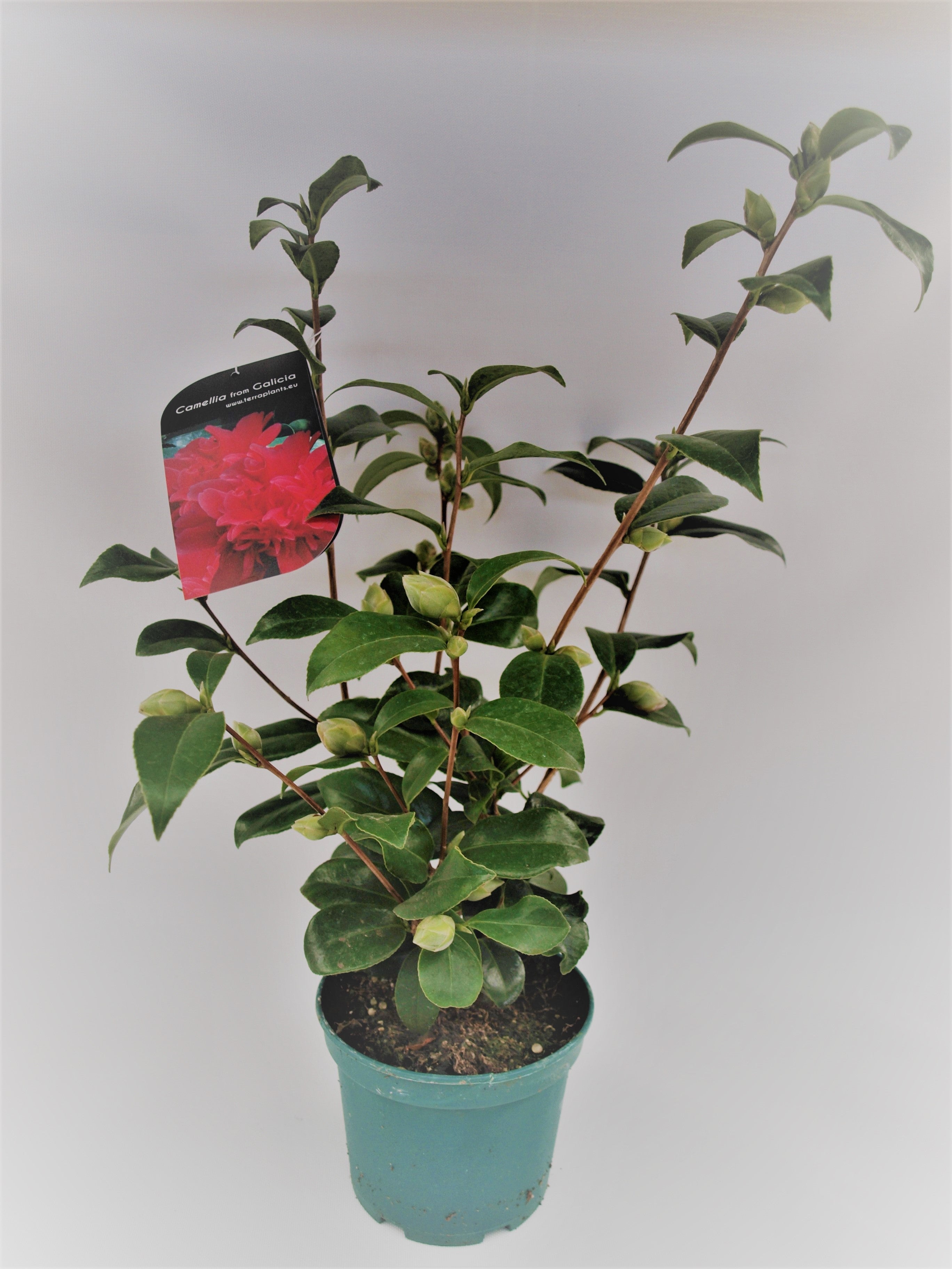 Camelia 40-60 cm 5 uds en maceta de 17 cm