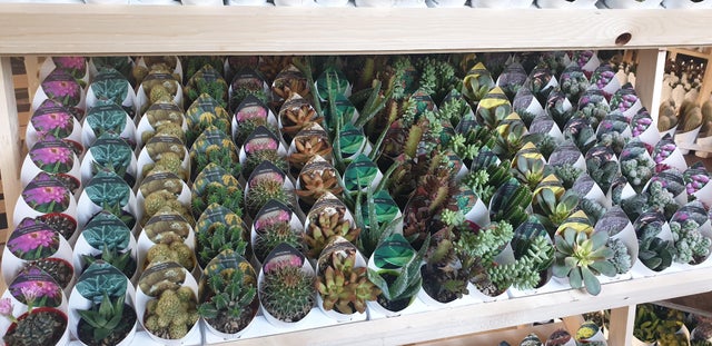 Pianta da interno PIANTA GRASSA VASO IN TUBE DIAM. 5.5