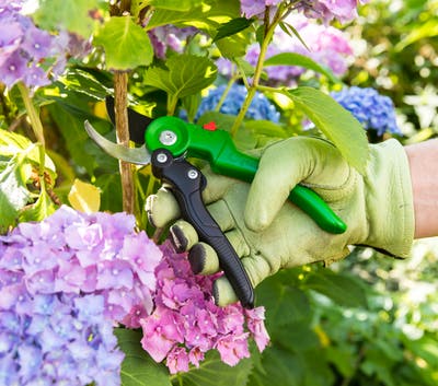 Qué plantas se podan en otoño?