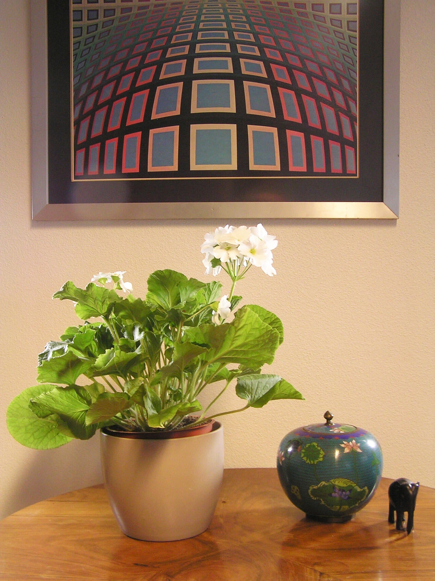 Planta con flores Primula 27 cm 5 uds en maceta de 12 cm - 2