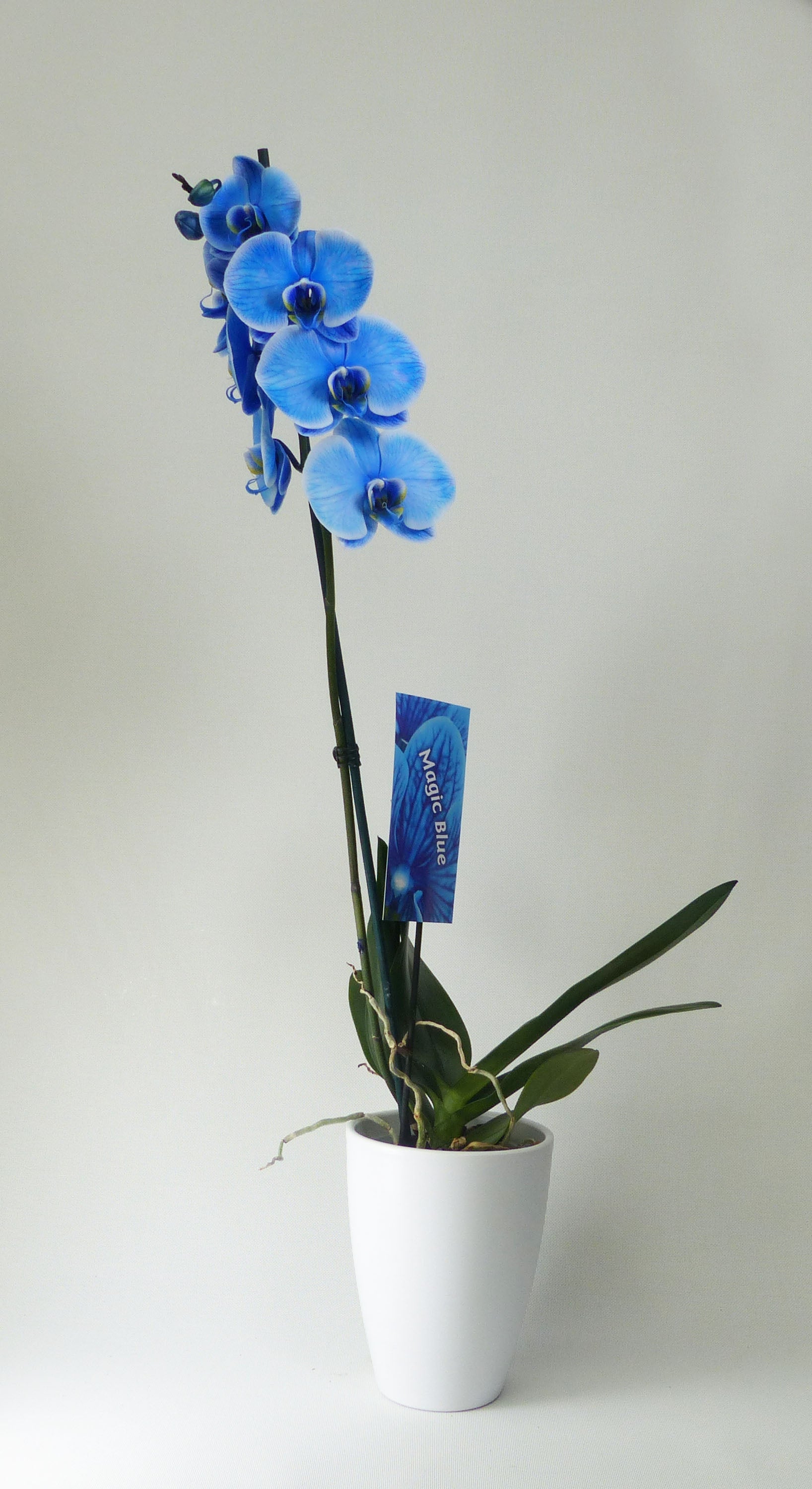 Orquídea phalaenopsis azul 1 tallo en maceta de 12 cm