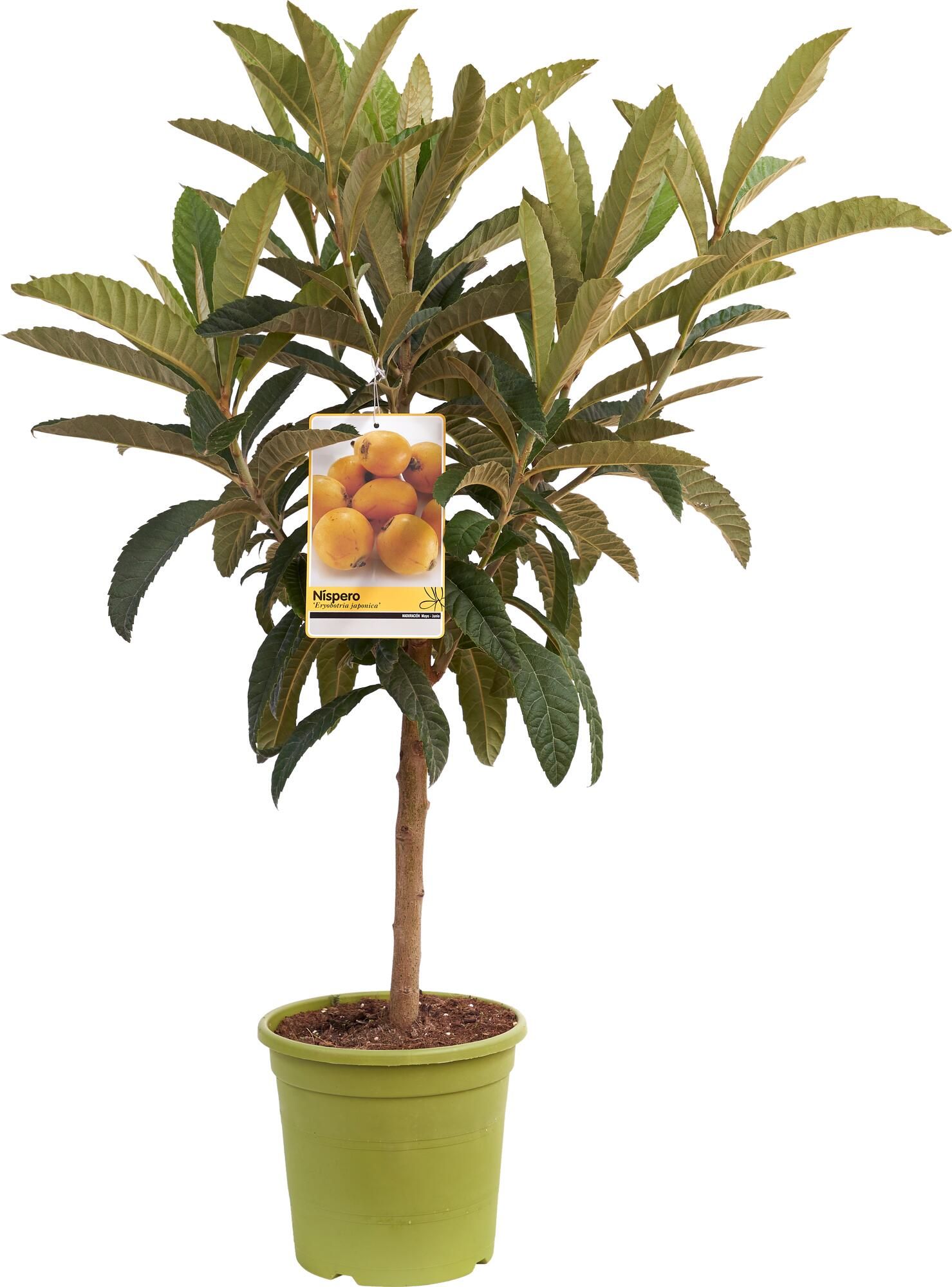 Comprar Níspero En Maceta () Comprar Níspero En Maceta