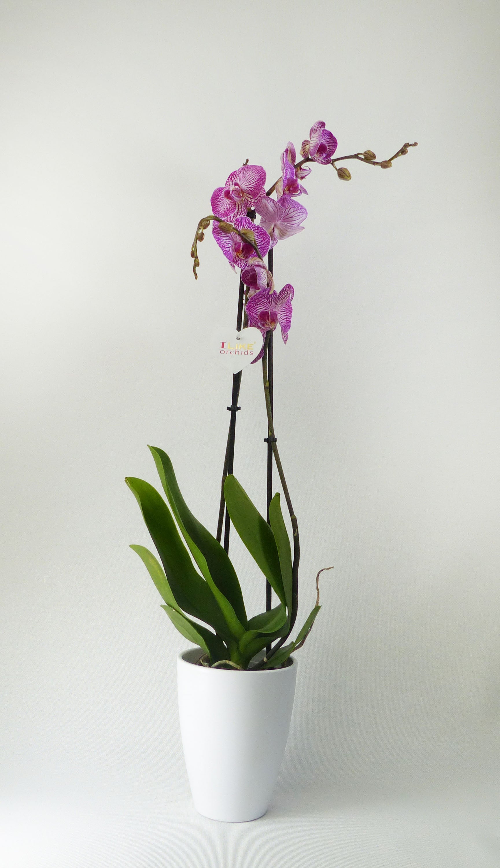 Orquídea phalaenopsis 2 tallos moteada en maceta de 12 cm