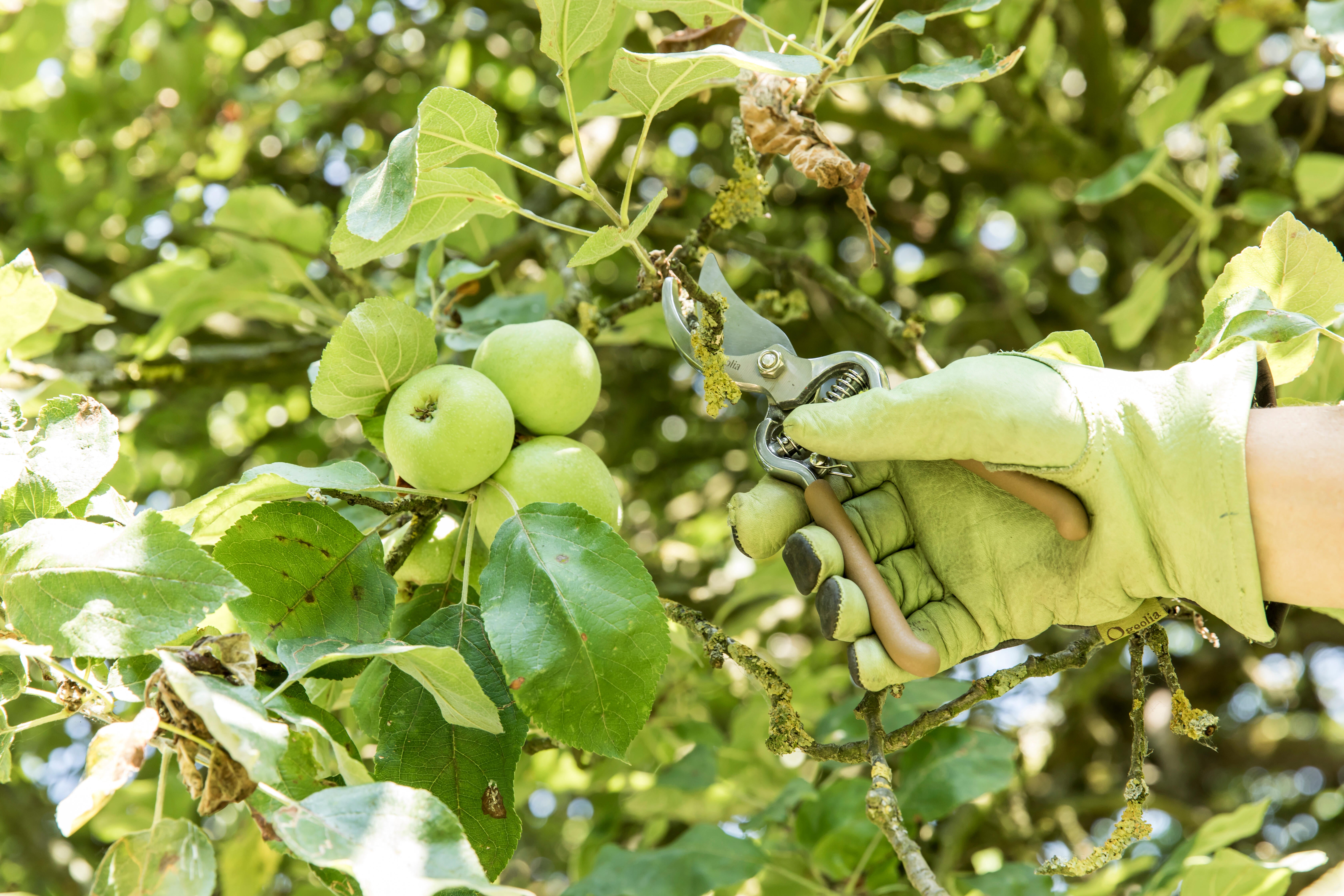 Tesoura de poda GEOLIA BYPASS 61MM - 3