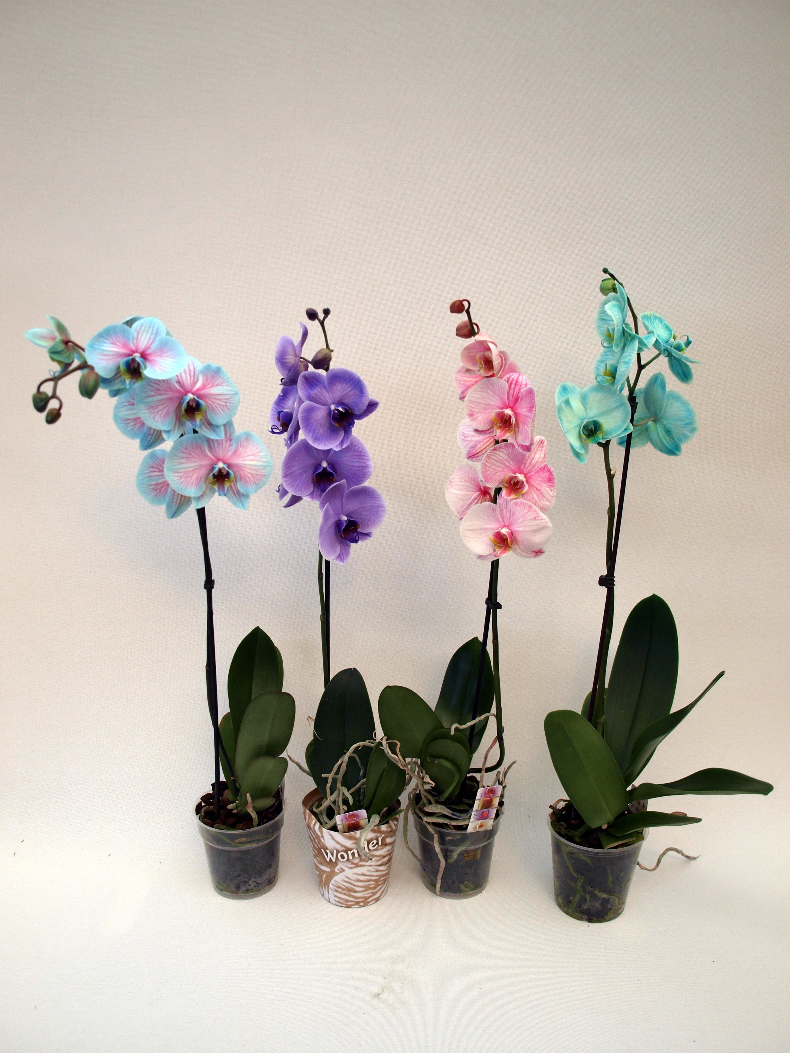 Orquídea phalaenopsis arcoiris 70 cm en maceta de 12 cm