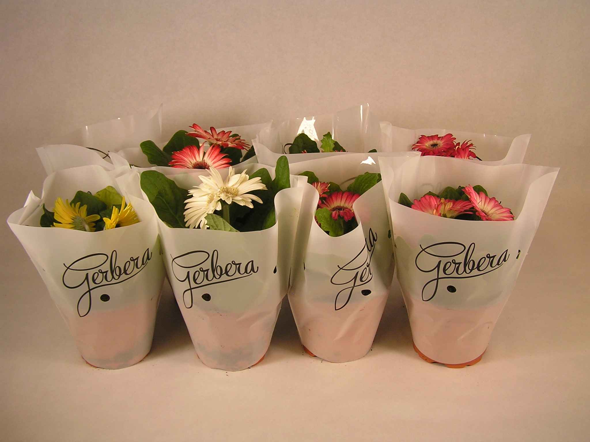 Gerbera 20 cm 8 uds en maceta de 12 cm