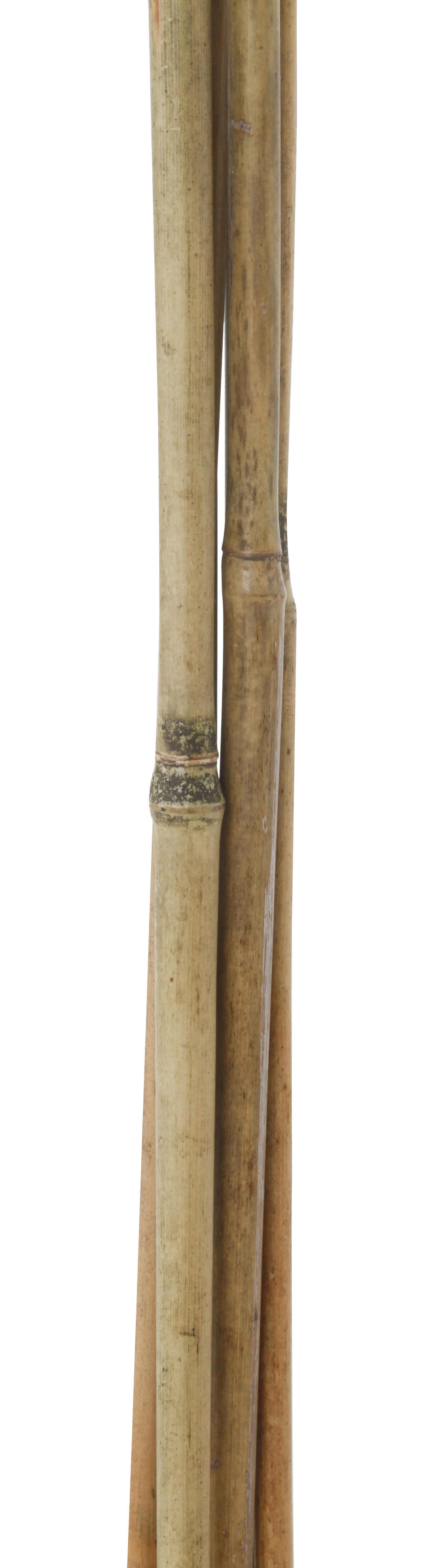 Tutor de bambu NATURAL 60CM 6-8MM - 3