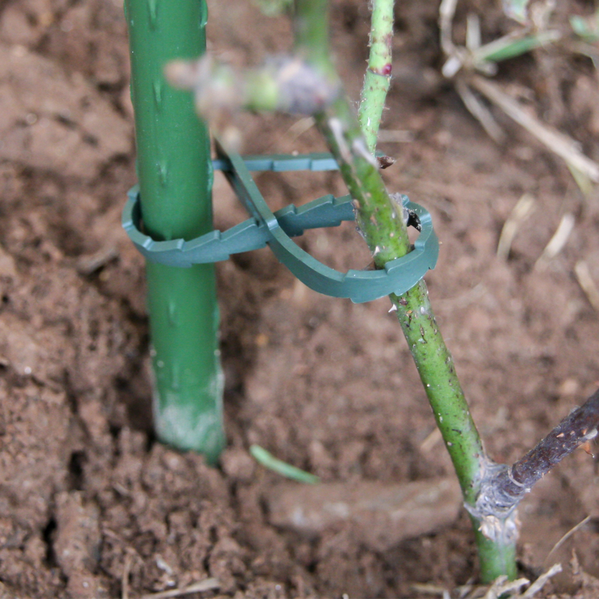 30 ataduras ajustables para plantas 23 cm - 2