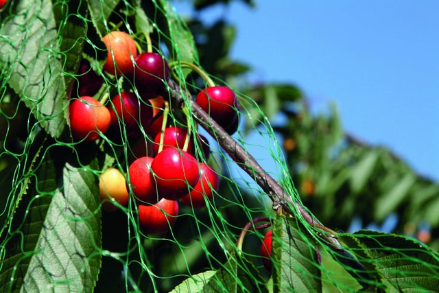 Rede anti pássaros GEOLIA GEOFRUIT 3MX5M 15MMX15MM