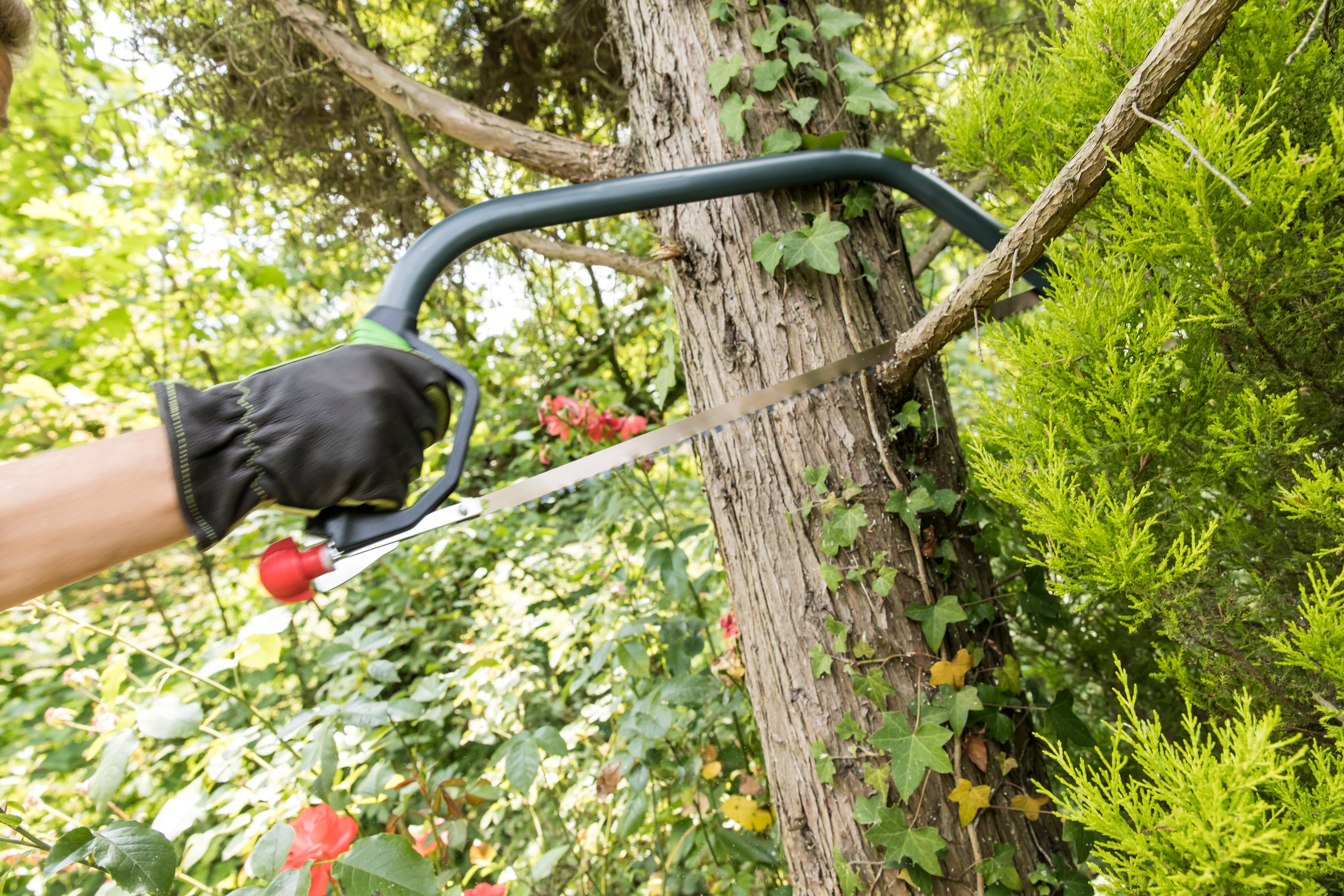 Serrote GEOLIA ARCO 53CM - 9