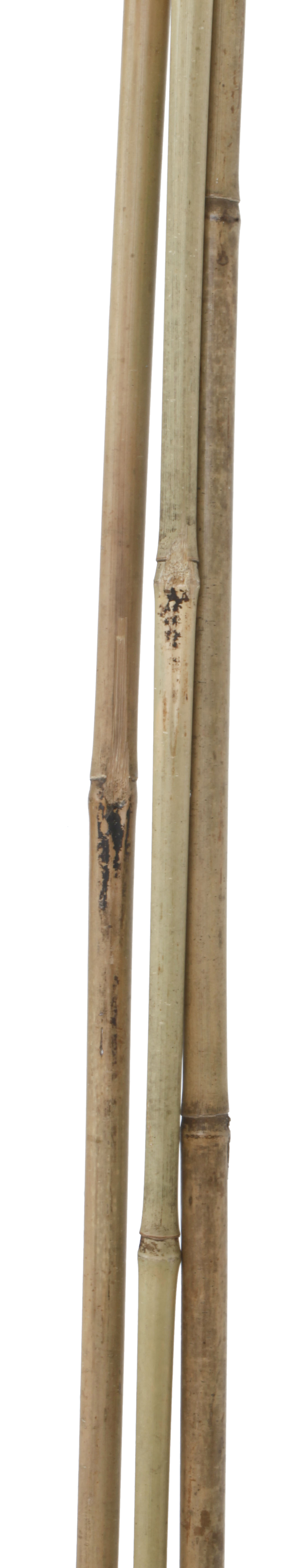 Tutor de bambu NATURAL 120CM 10-12MM - 3