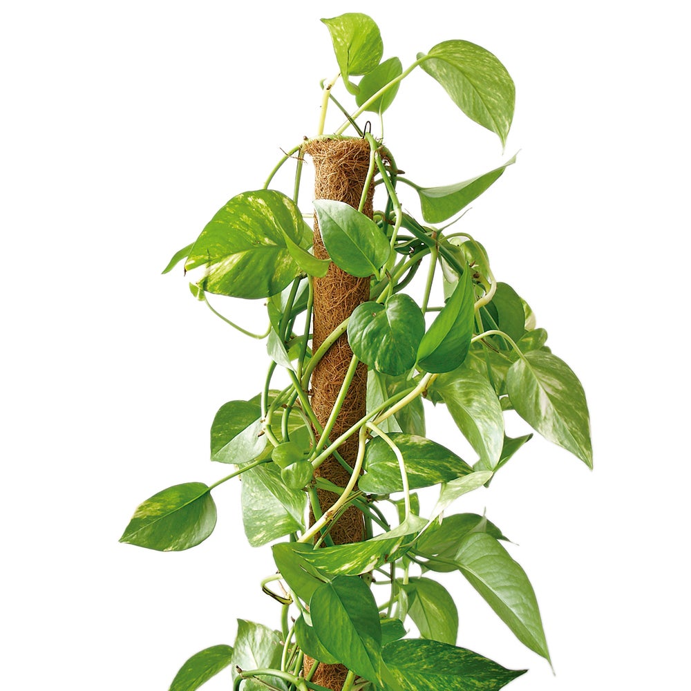 Soporte para plantar de coco de 0.6m de alto y 45 mm de diámetro - 2