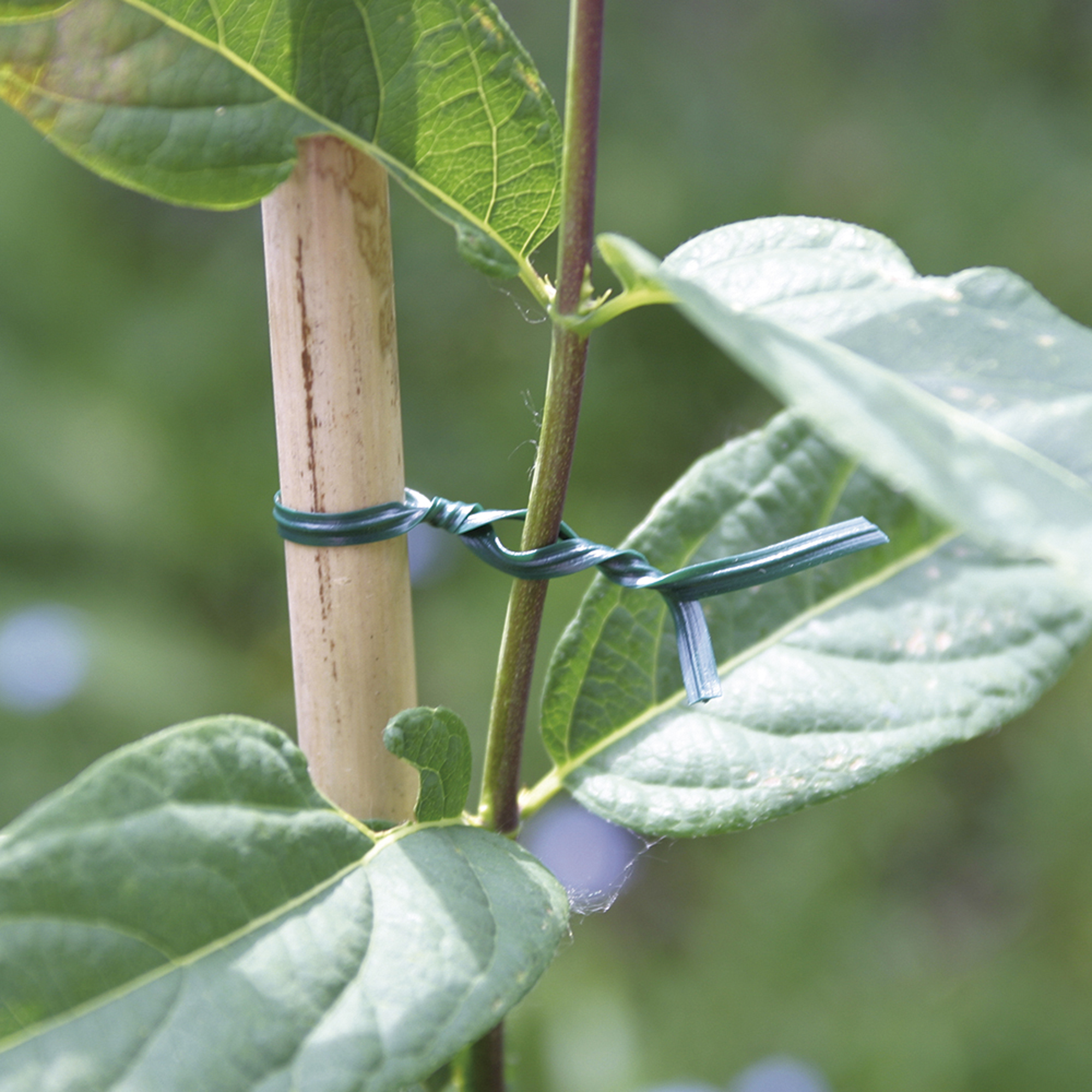 Alambre plastificado para plantas 100 m - 2