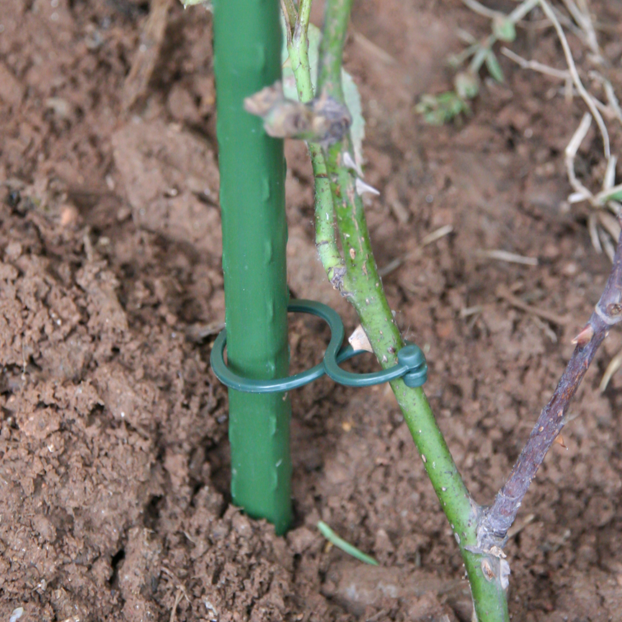 40 clips para entutorar - 2