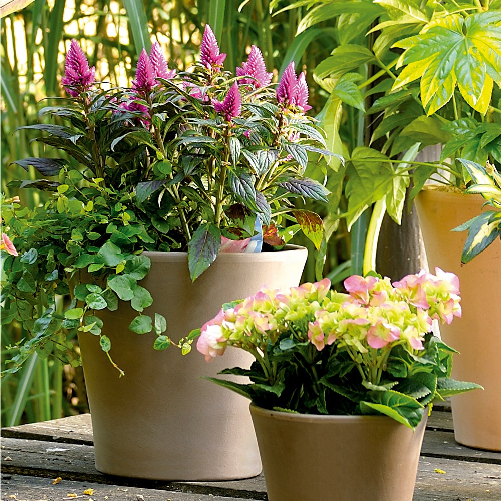 Maceta de cerámica Vaso cono gris 16 cm - 4