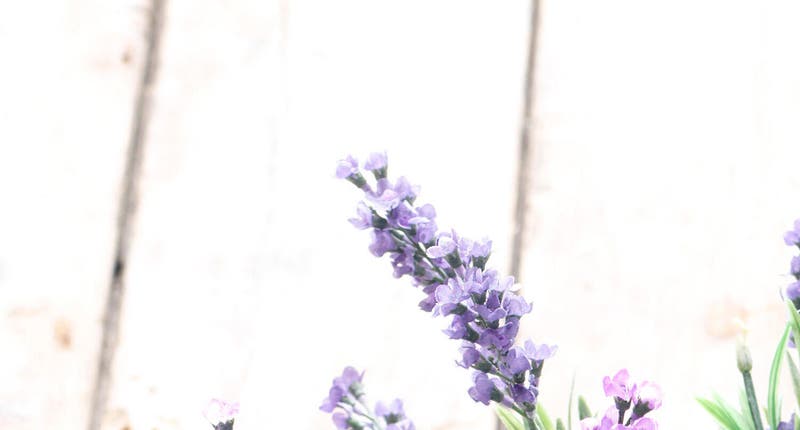 Plantas antimosquitos