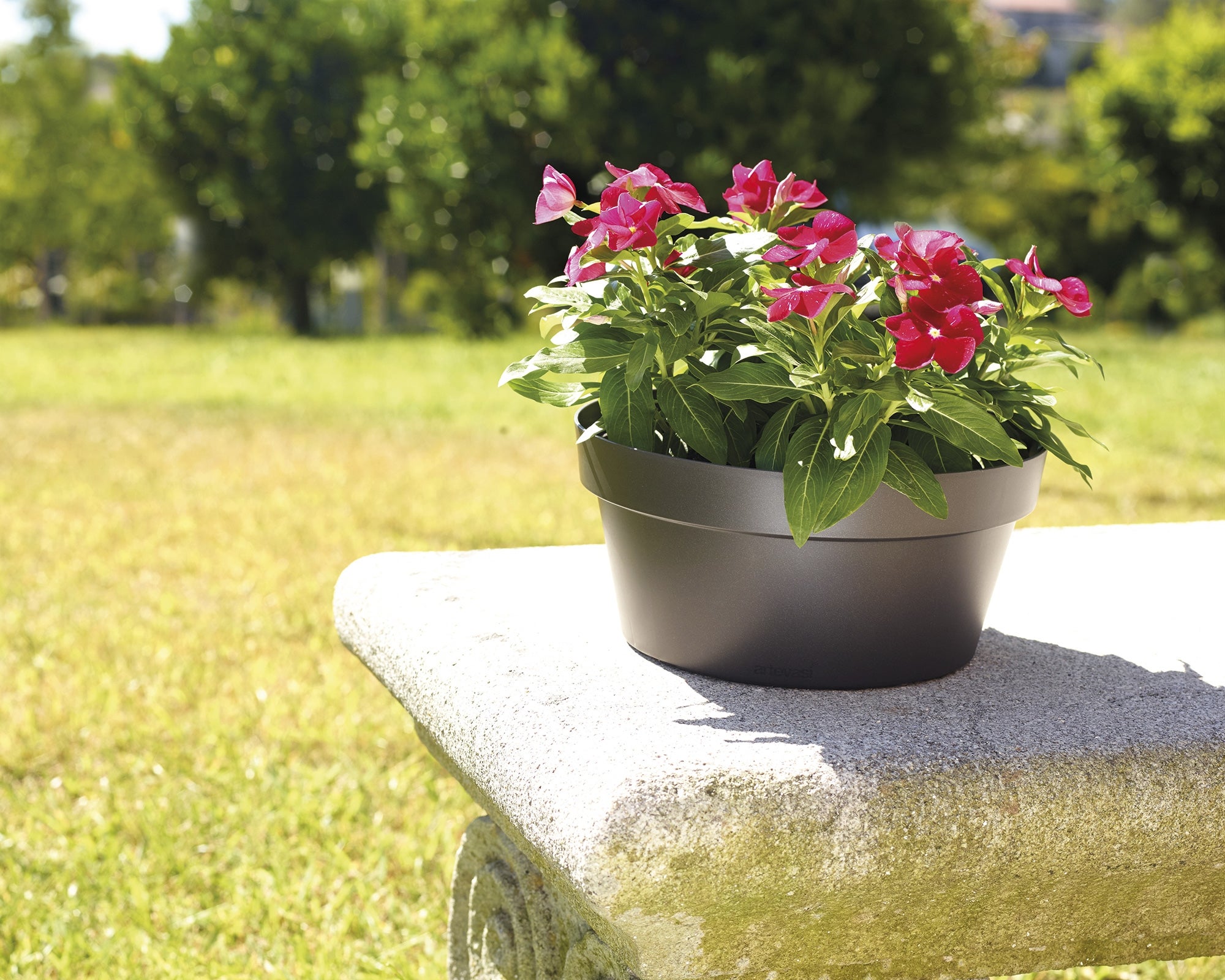 Taça CAPRI 25CM ANTRACITE - 5