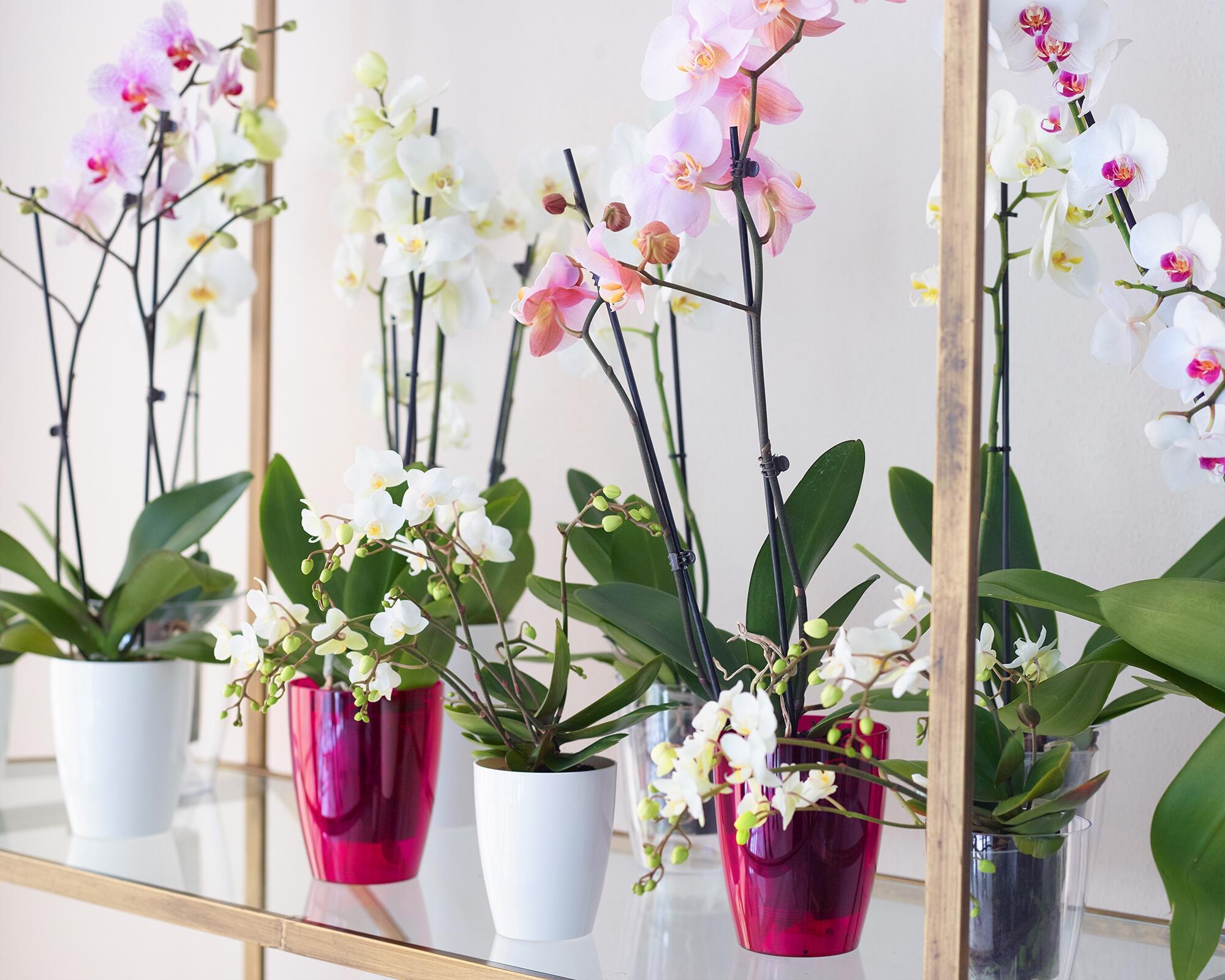 Vaso de plástico ORQUÍDEA D15CM BRANCO - 5