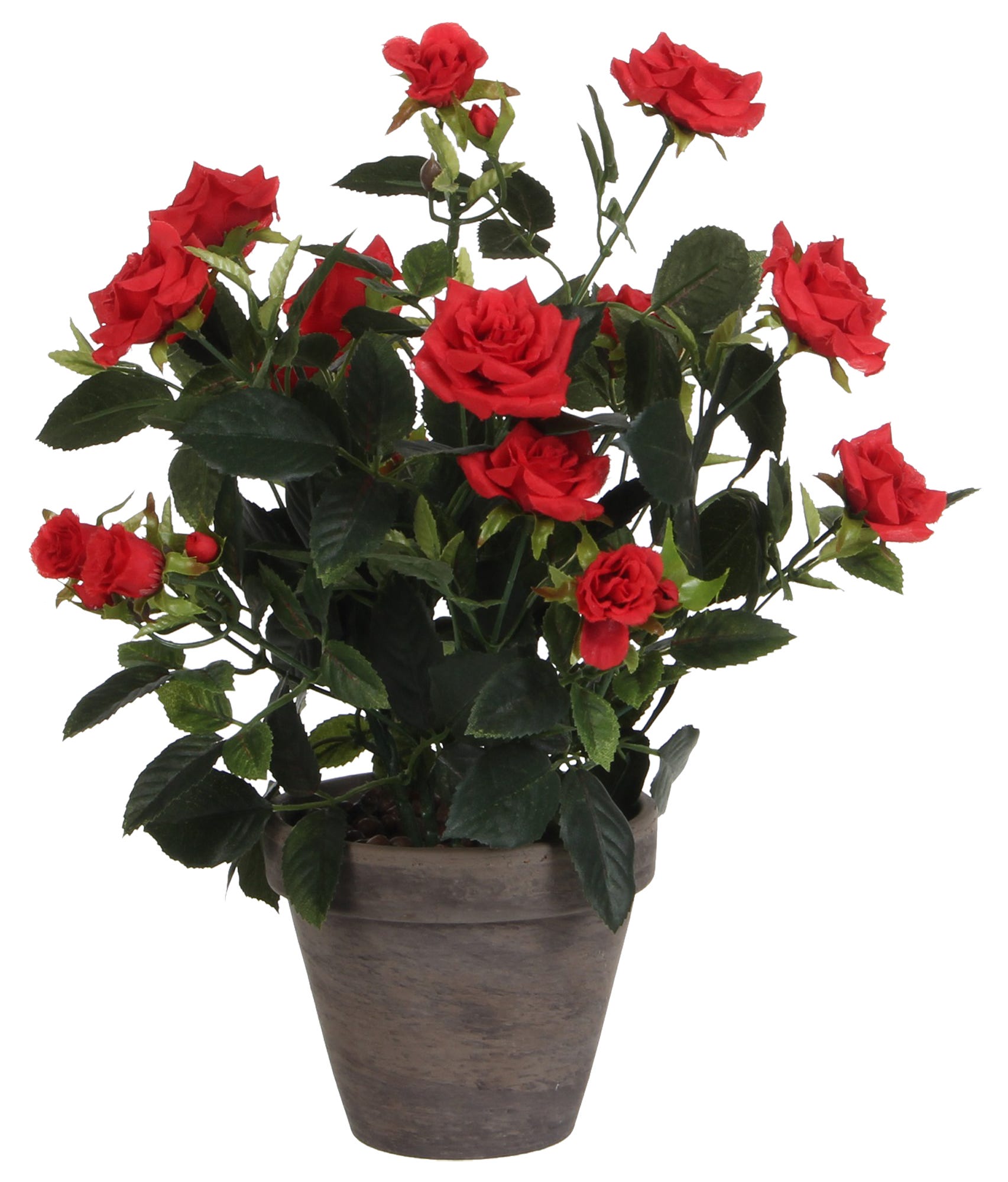 Rosal Mini Natural En Maceta – Planta De Rosa Roja De 10 Cm, Ideal Para Regalo O Decoración