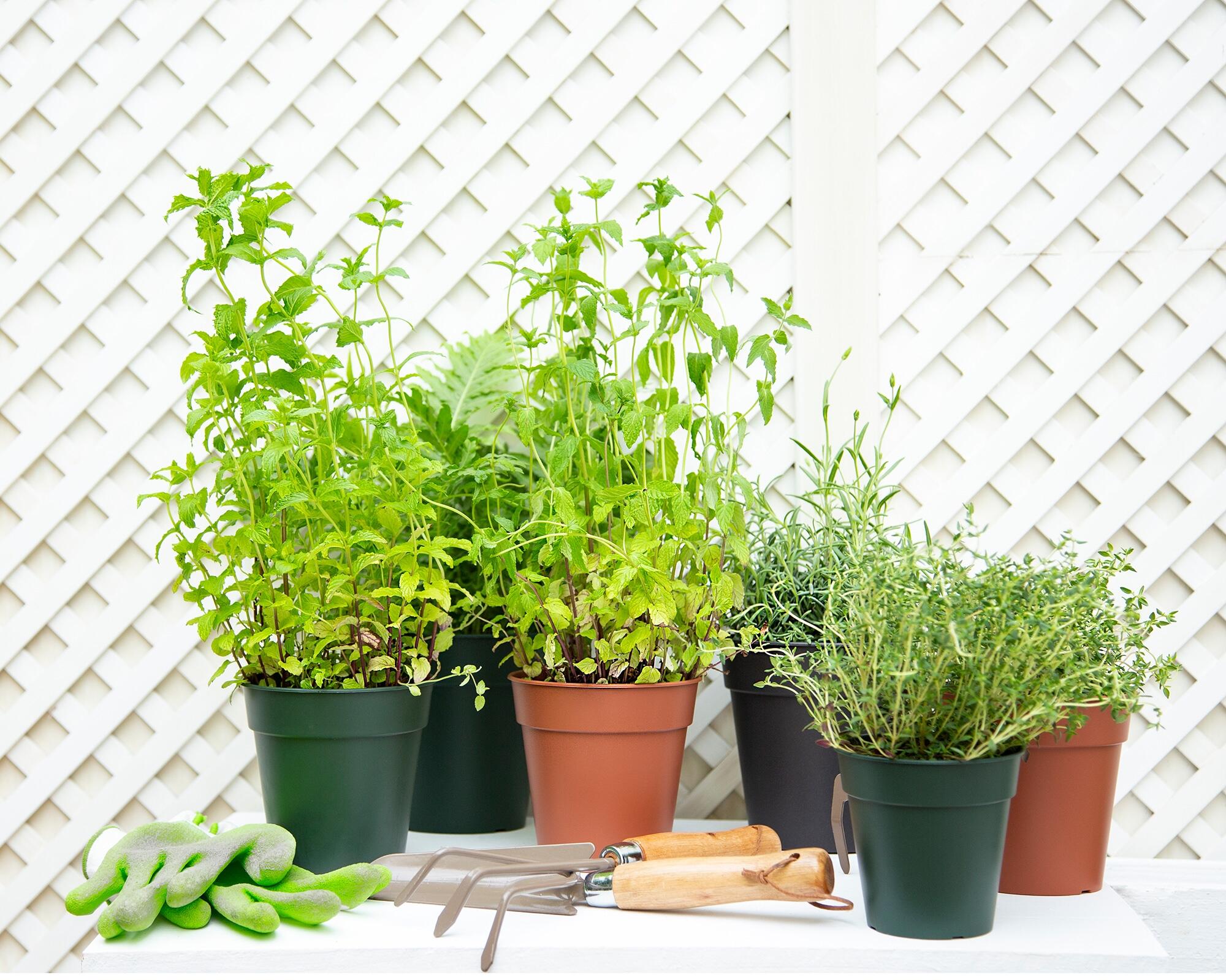 Vaso de plástico 23x22,2 cm antracite Madagascar - 5