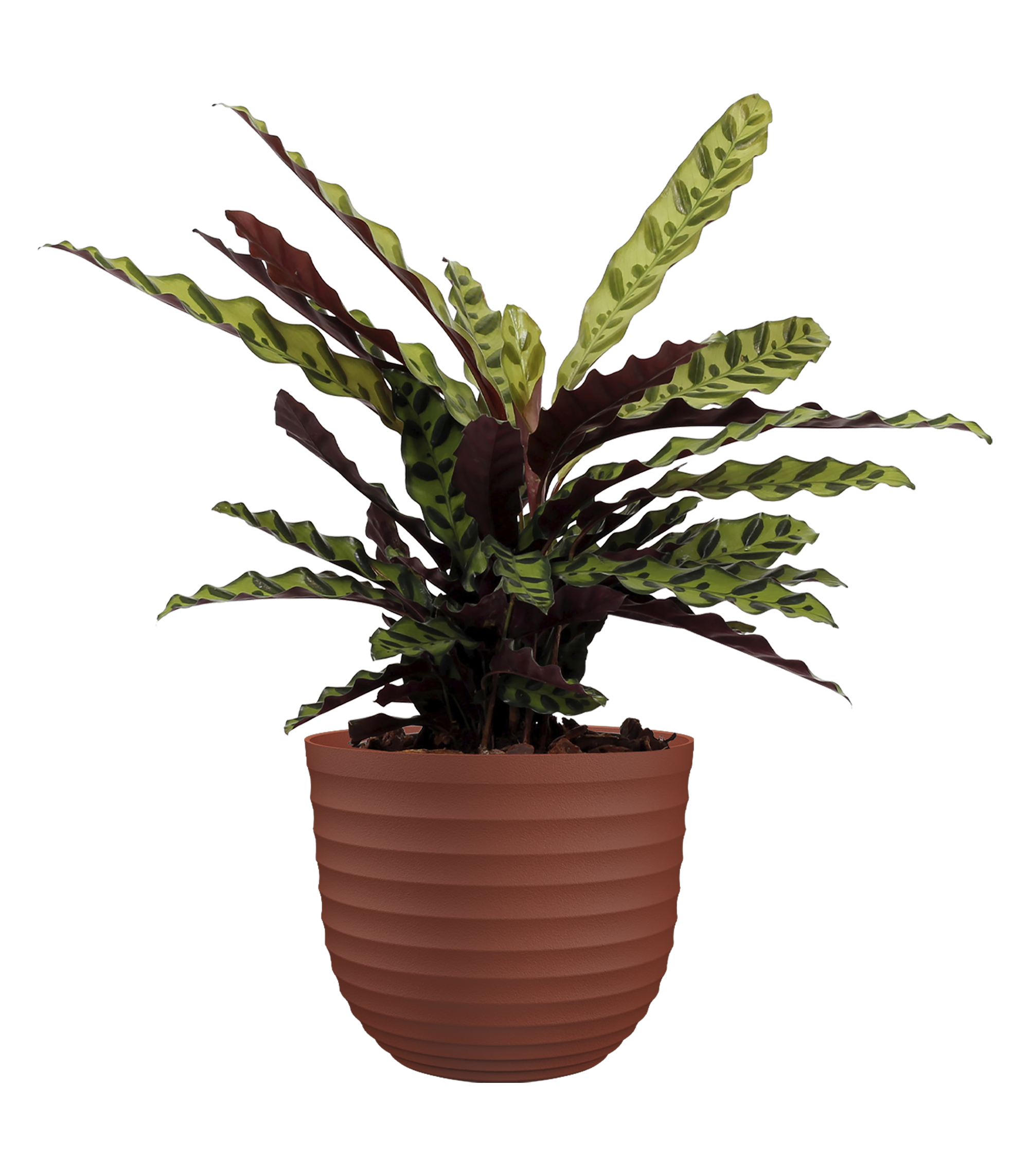 Maceta de polipropileno havana waves marrón de ø 30 cm