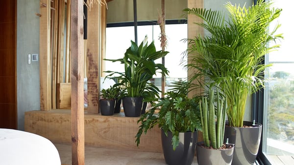 ARTEVASI - Vasos de plástico