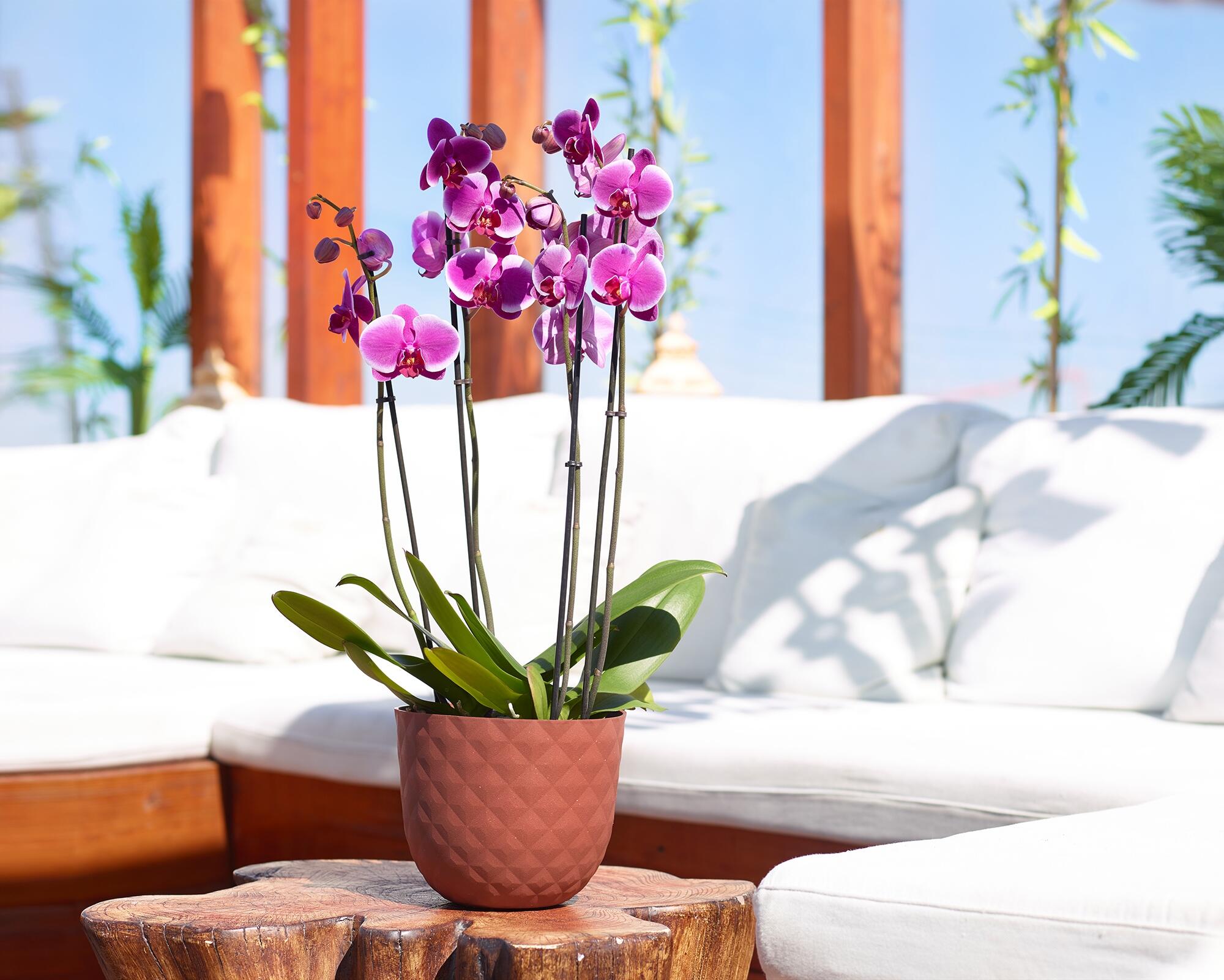 Maceta redonda de polipropileno HAVANA TROPICAL granito 30x24,9 cm - 9