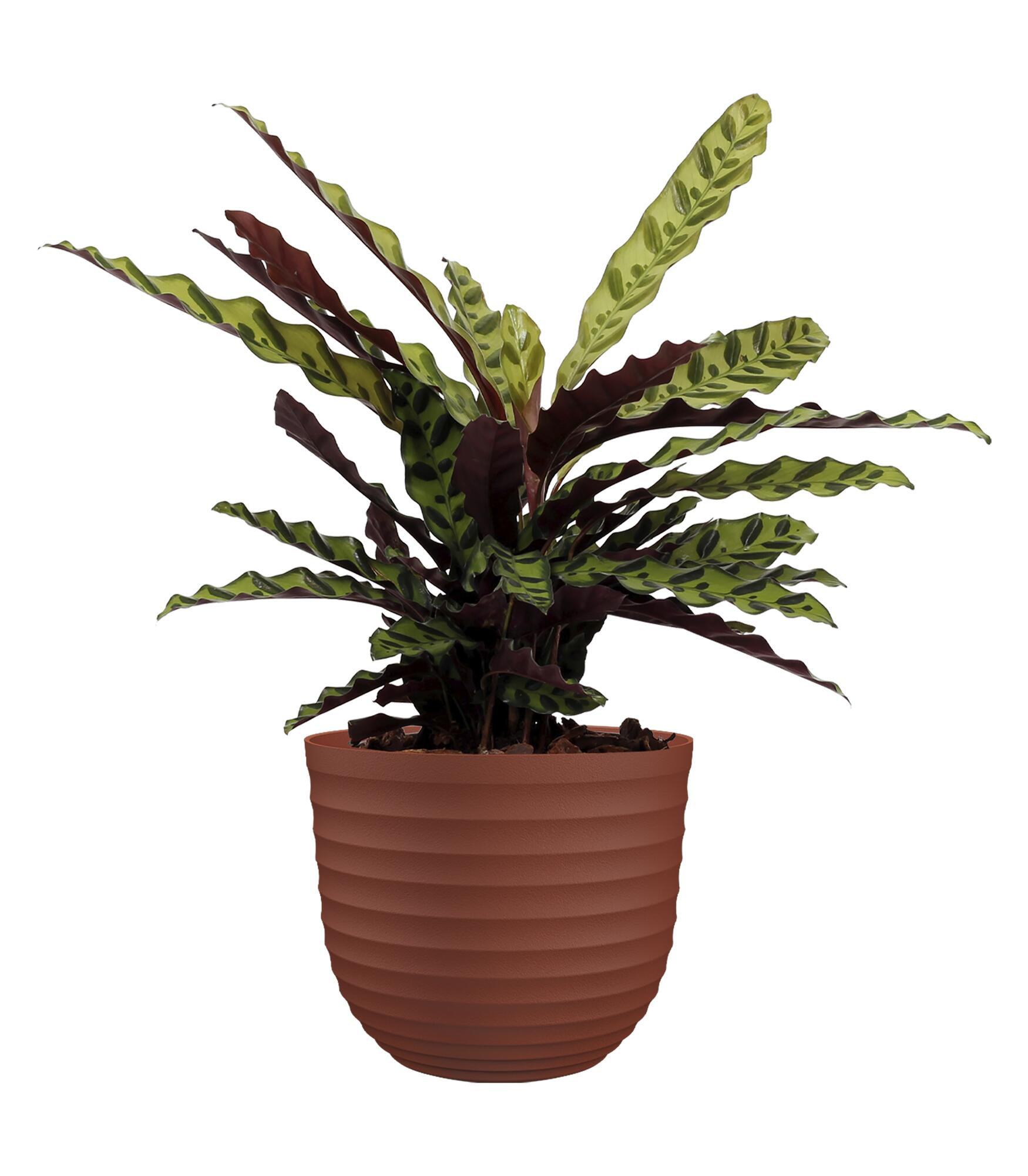 Maceta de polipropileno havana waves marrón de ø 20 cm