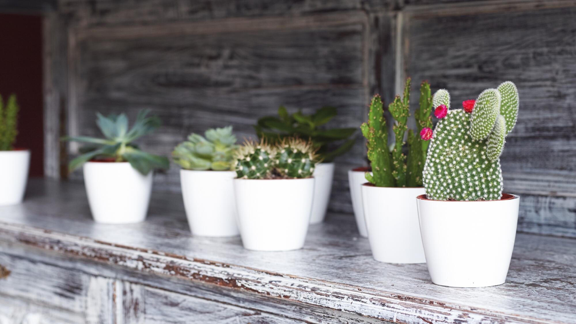 Vaso Sanremo ARTEVASI in polipropilene antracite H 7.5 x ø 9 cm - 2