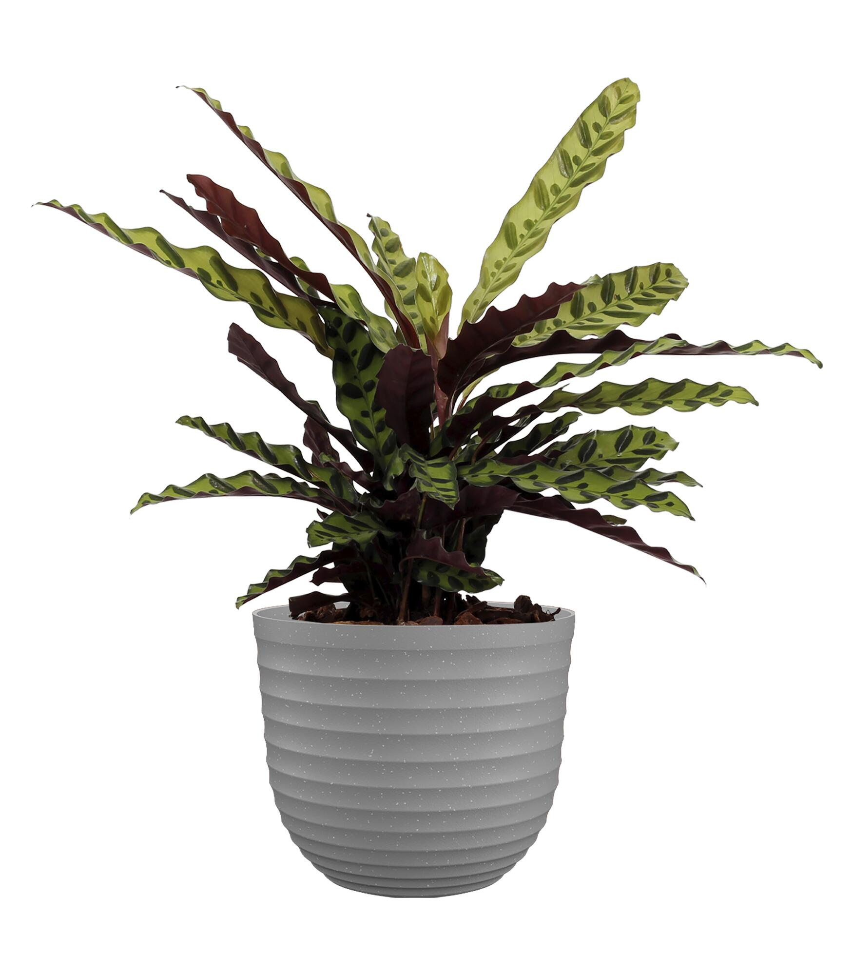 Maceta de polipropileno havana waves caliza ø 50 cm