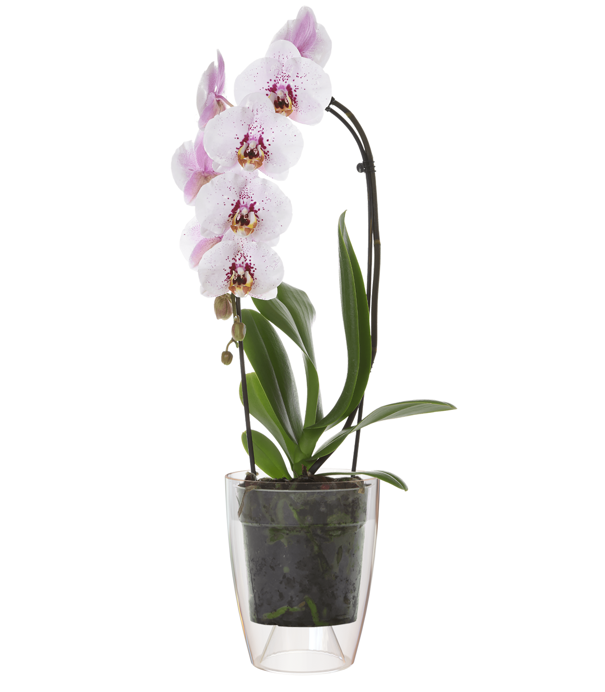 Maceta orquídea fiji transparente 10,5x10,5x12,7cm
