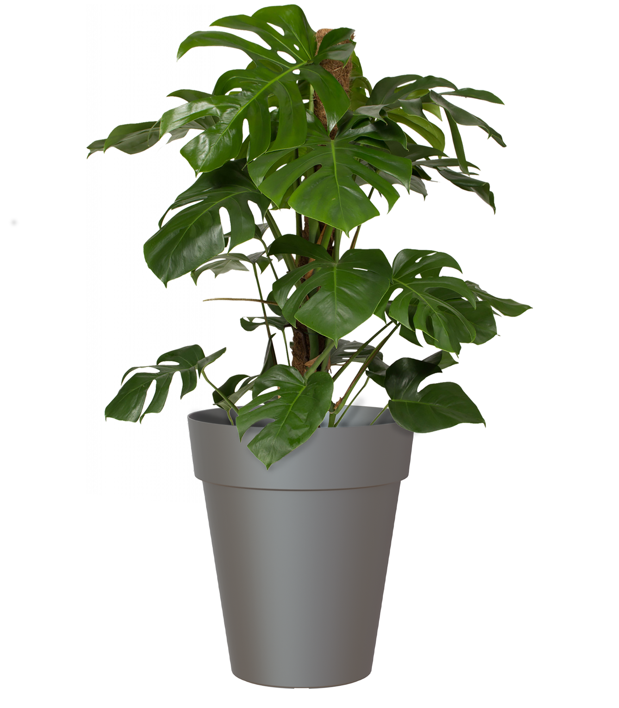 Vaso Capri ARTEVASI in polipropilene antracite H 56 x ø 56 cm - 6