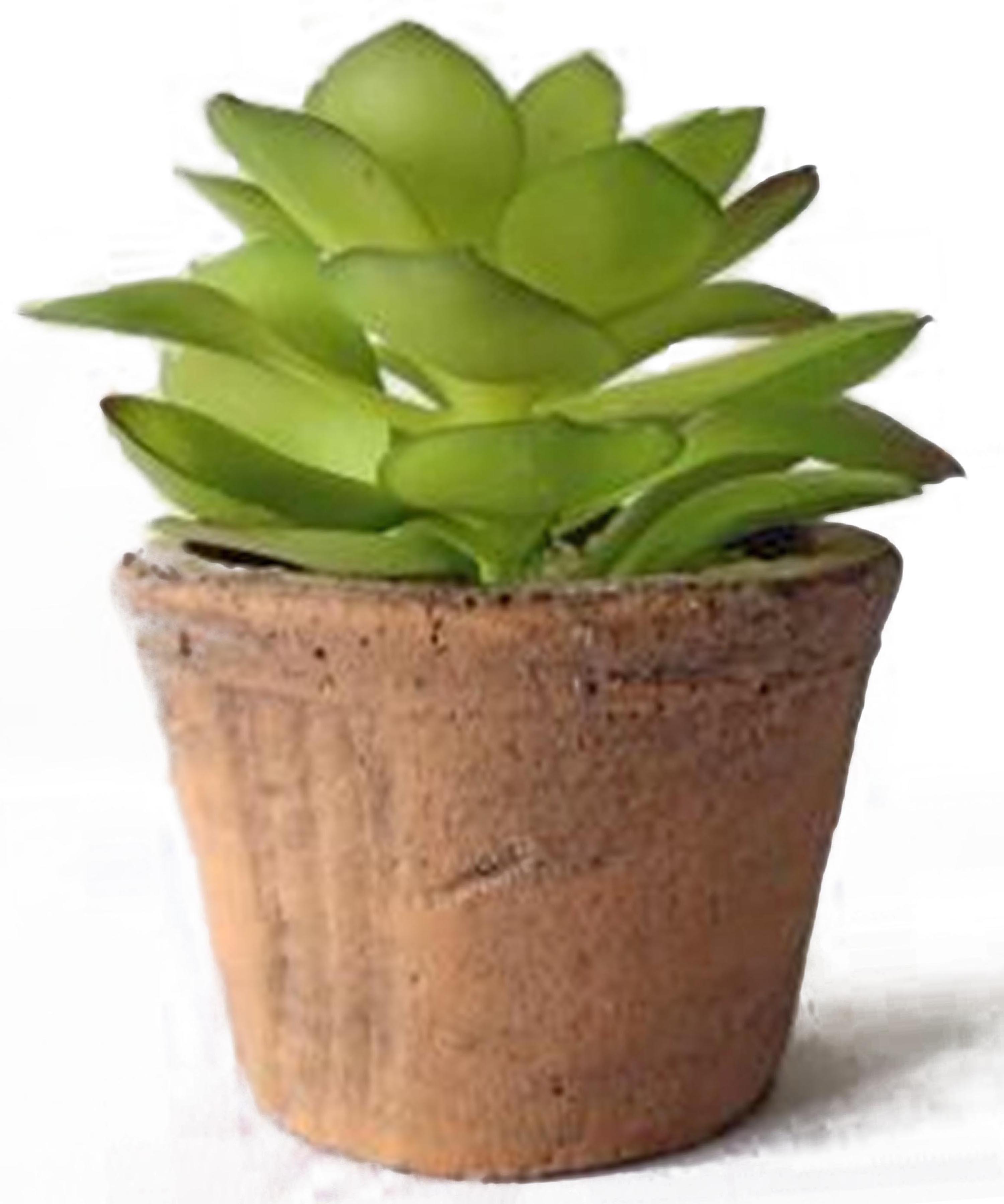 Planta artificial suculenta 12x8 cm verde - 2