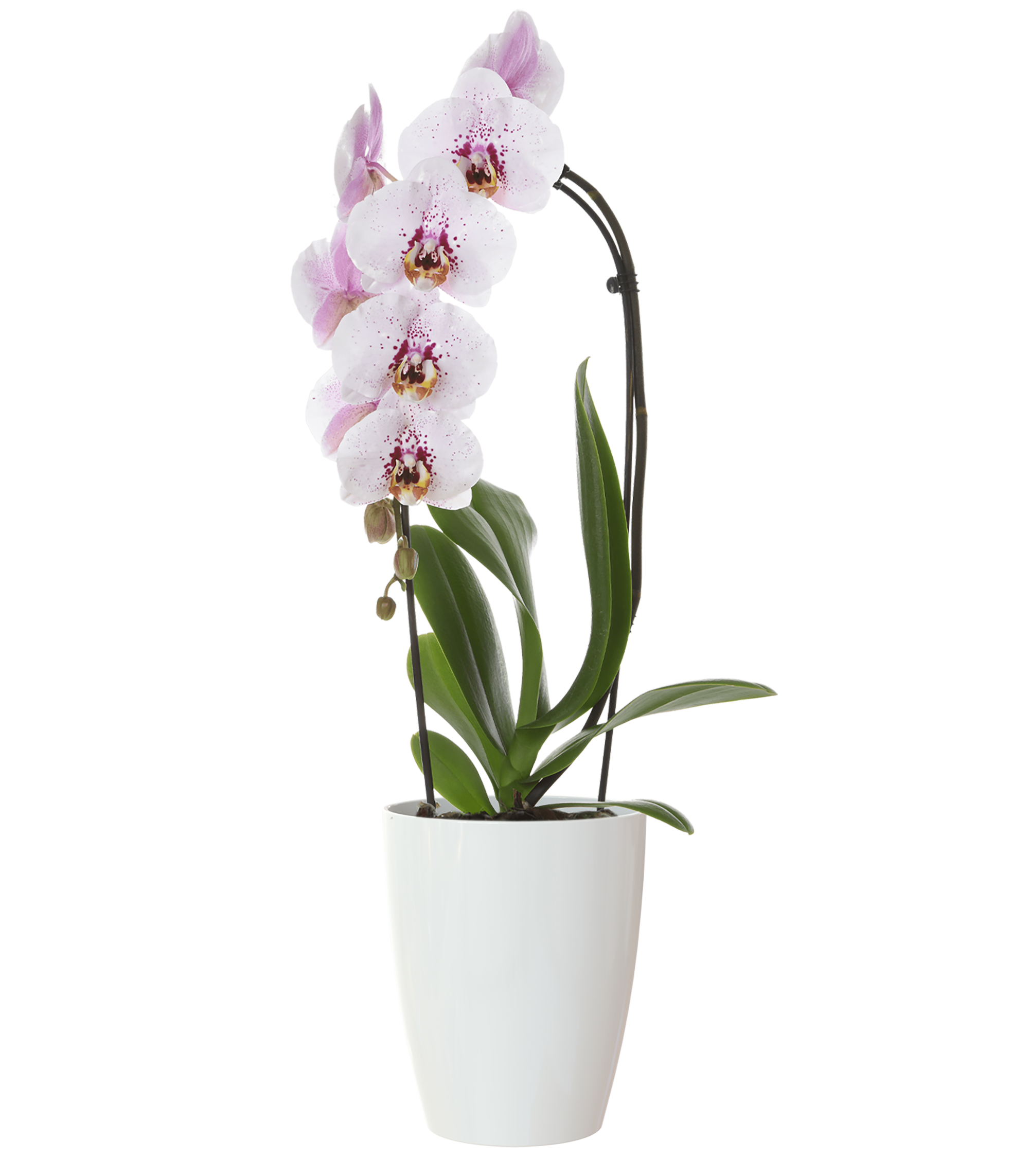 Vaso de plástico ORQUÍDEA D15CM BRANCO - 2