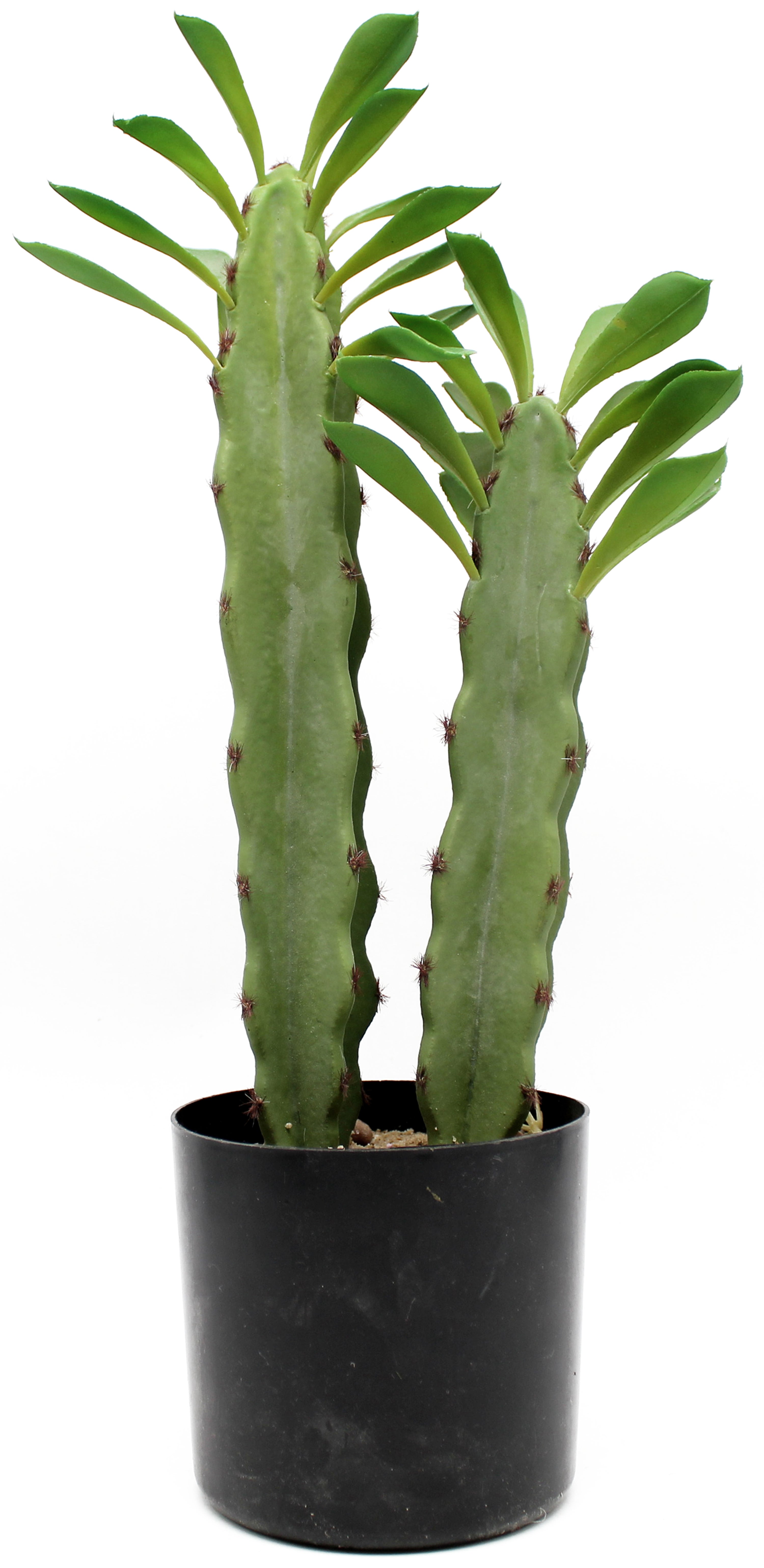 Planta artificial Cactus hojas 44 cm en maceta de 12 cm | Leroy Merlin